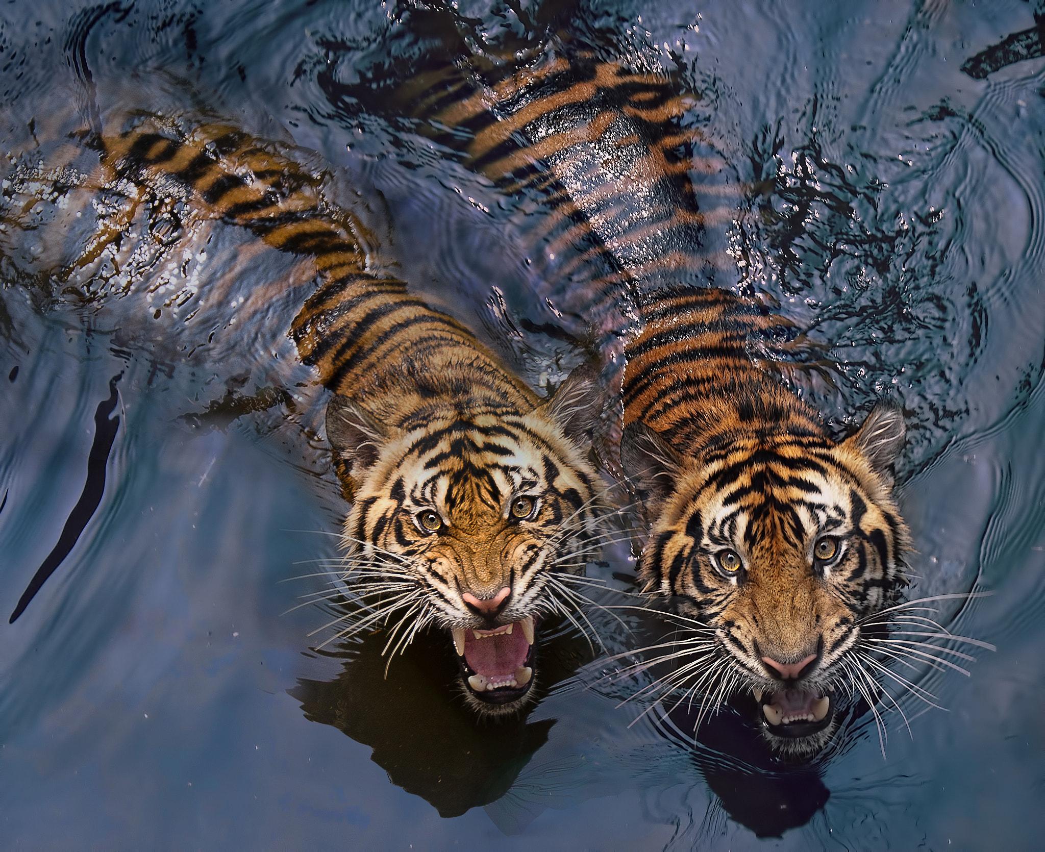 Tiger In Water