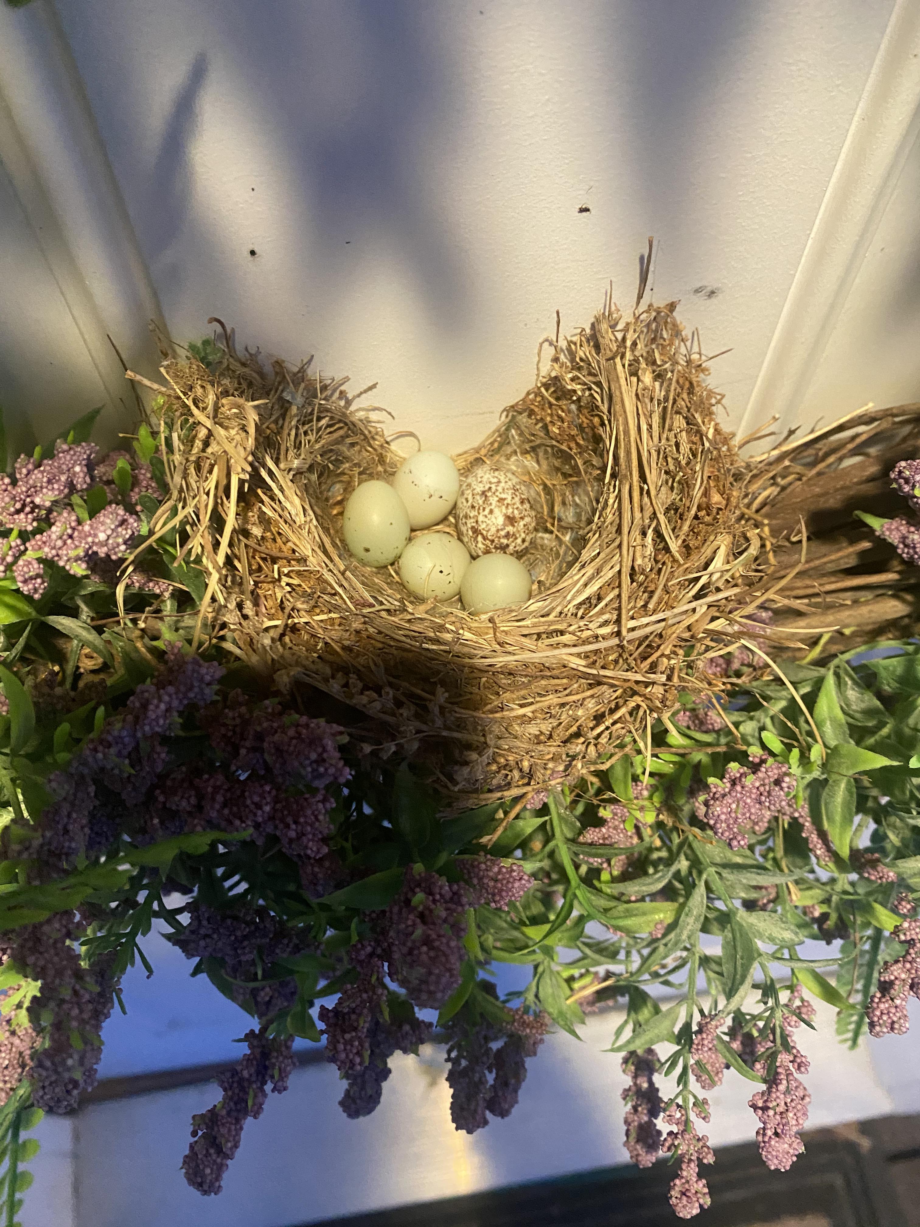 What to do with these possibly abandoned eggs in the wreath of my front