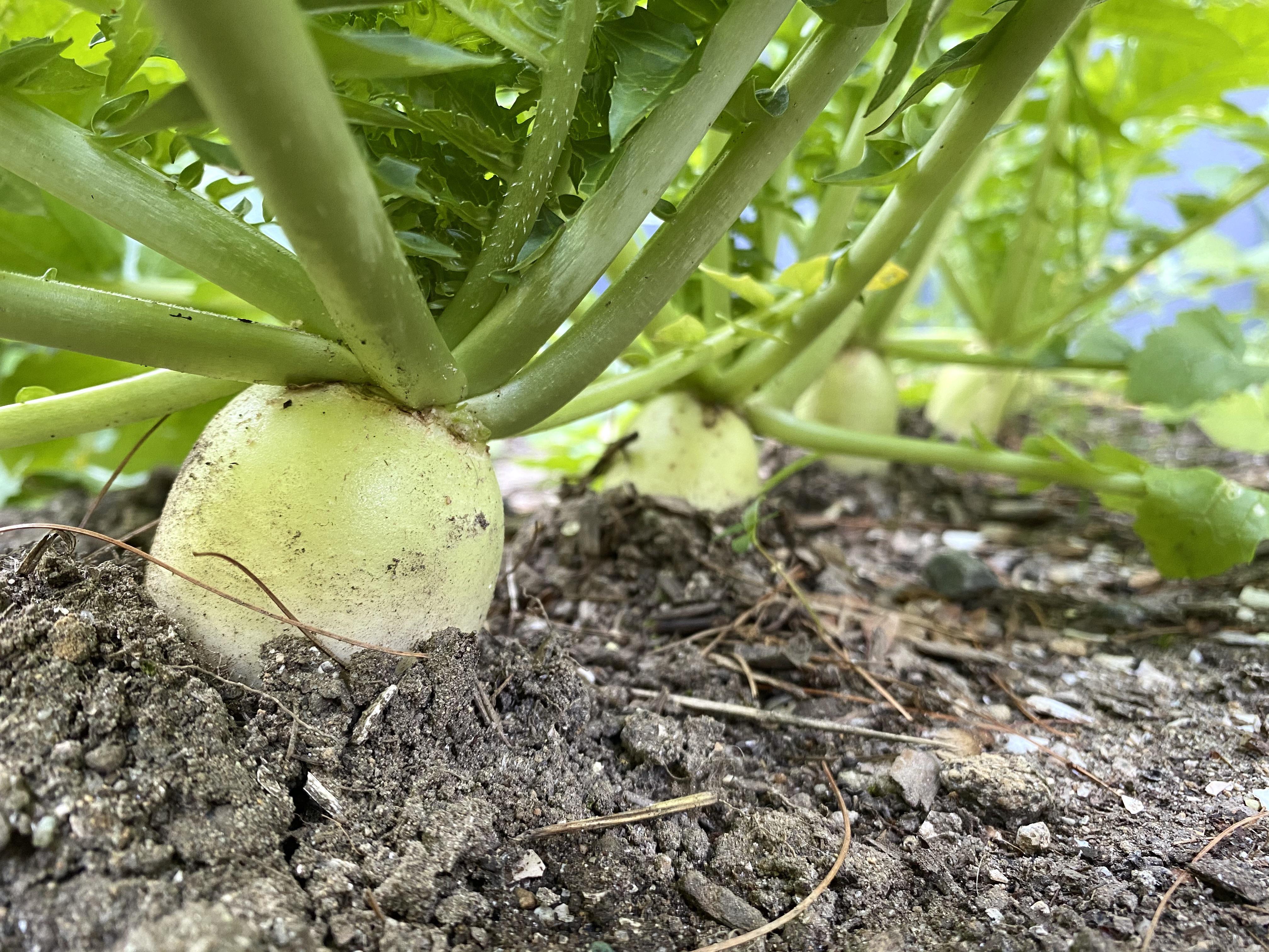 Out of all the things growing I am most excited about these Korean