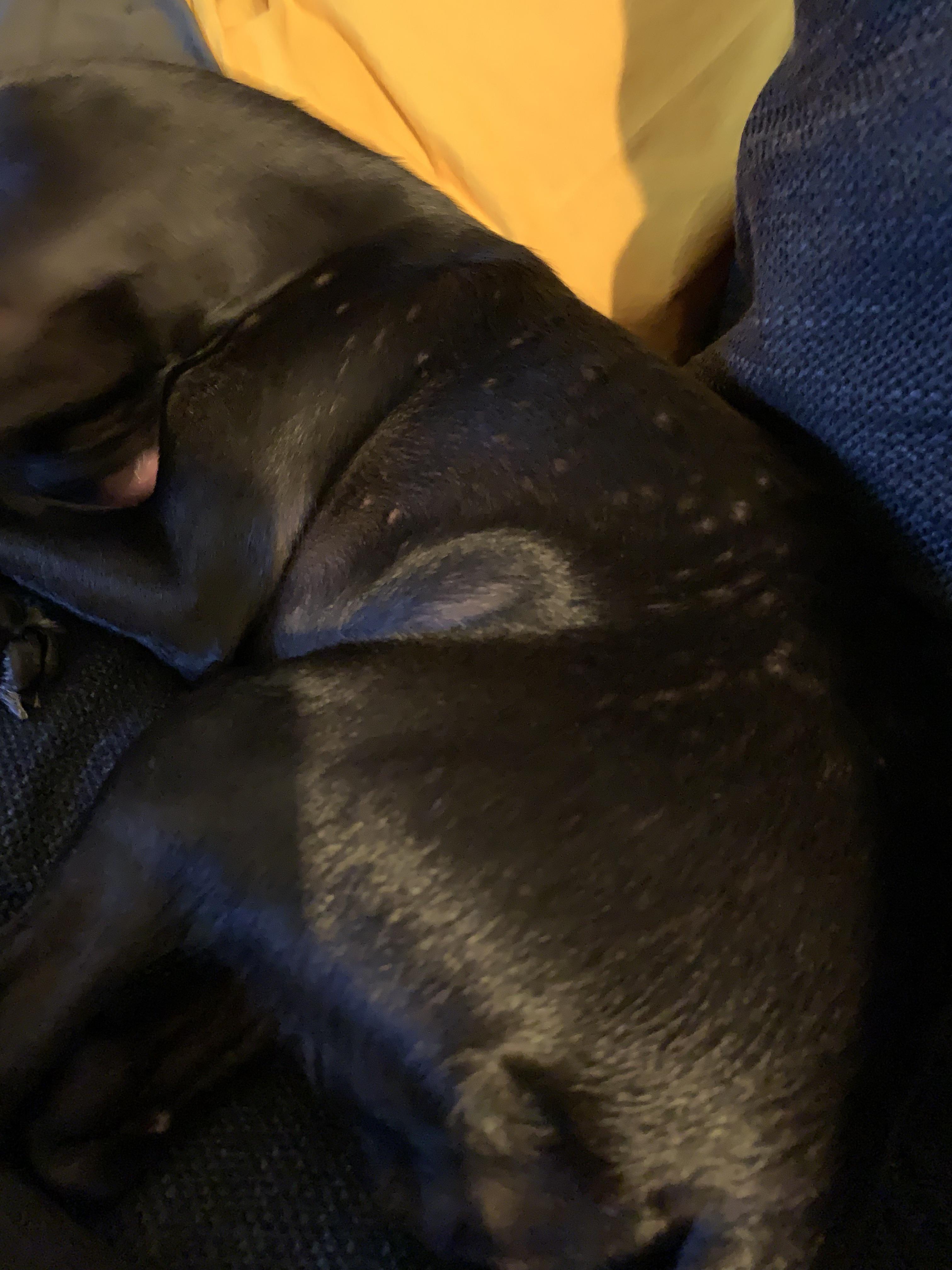 Taking prednisone for bronchitis, developed little scabs on skin (more