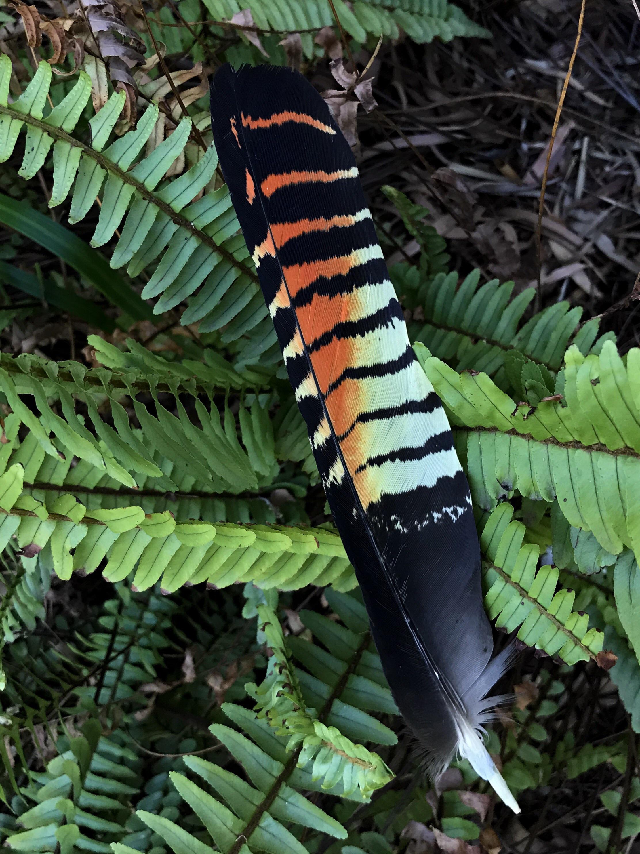 Redtailed Black Cockatoo tail feather r/woahdude