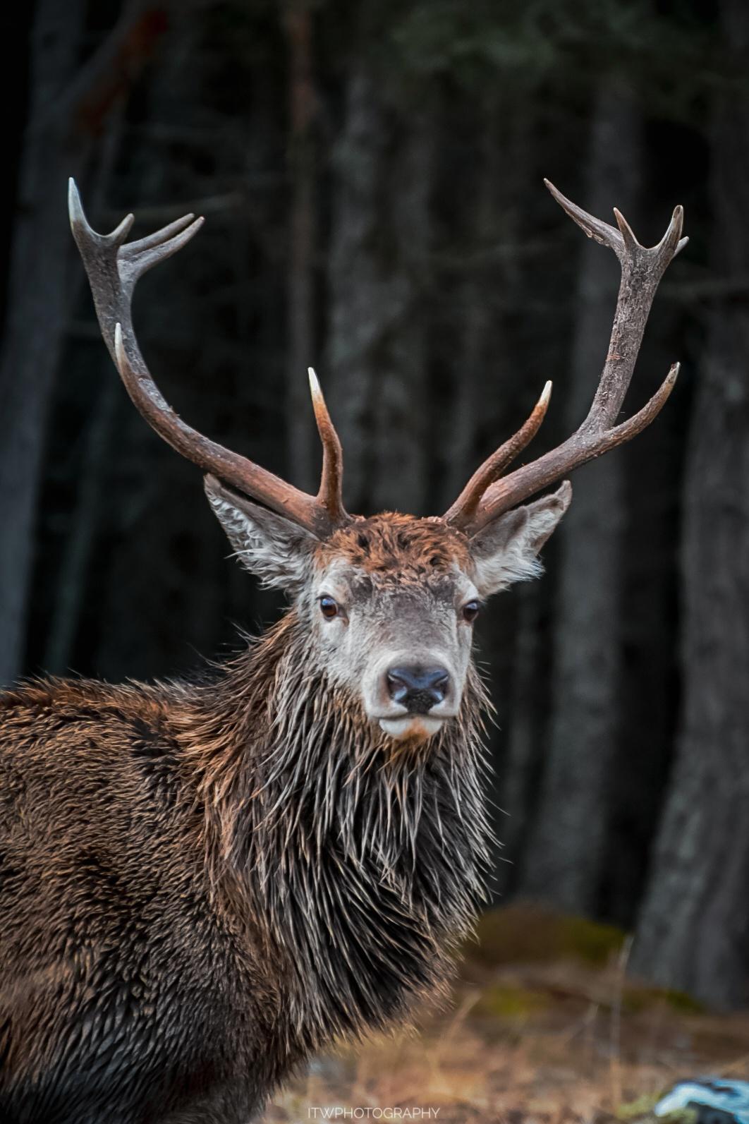 Highland Red Deer r/wildlifephotography
