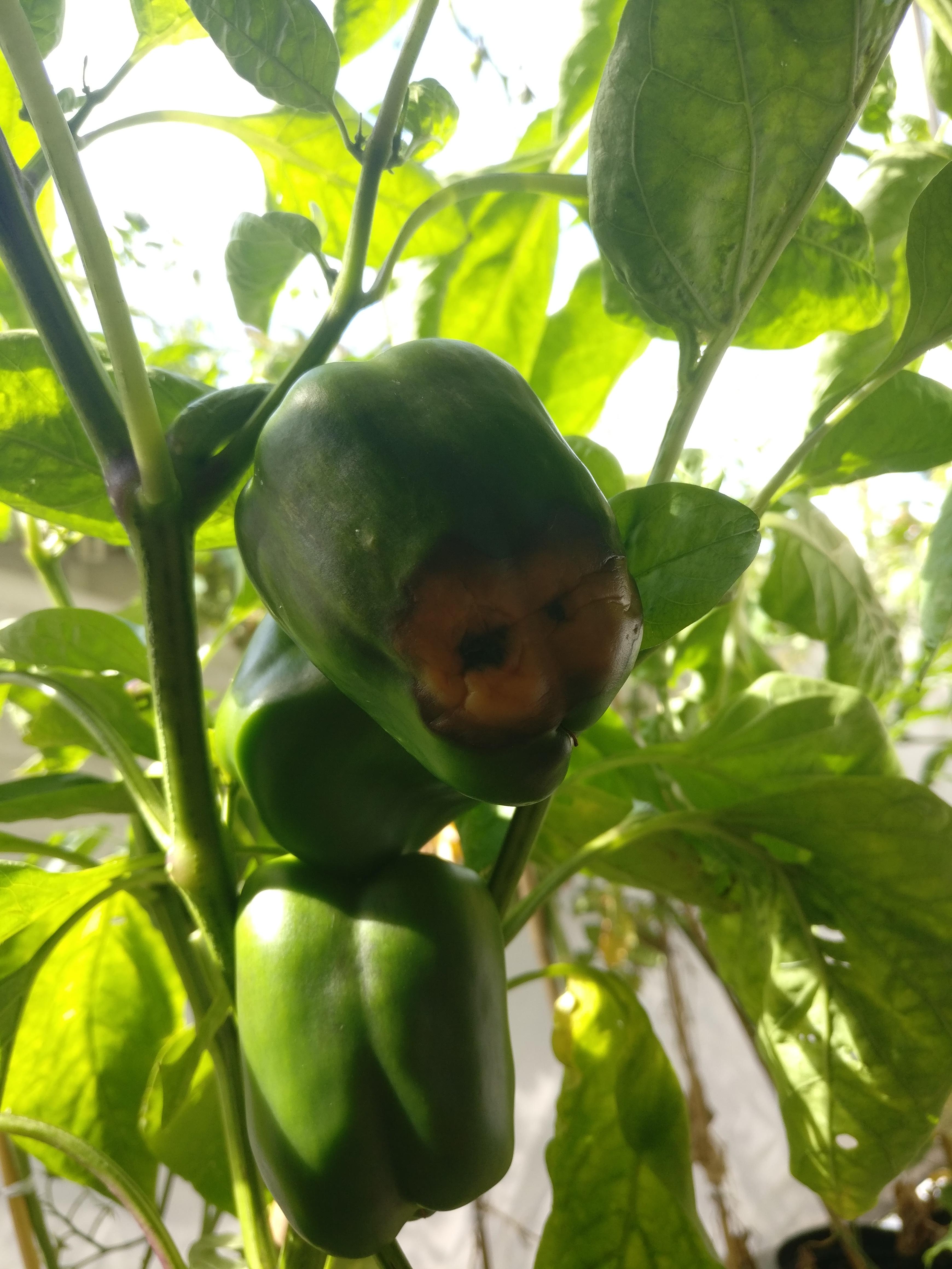 Why does my bell pepper rot on the plant? r/gardening