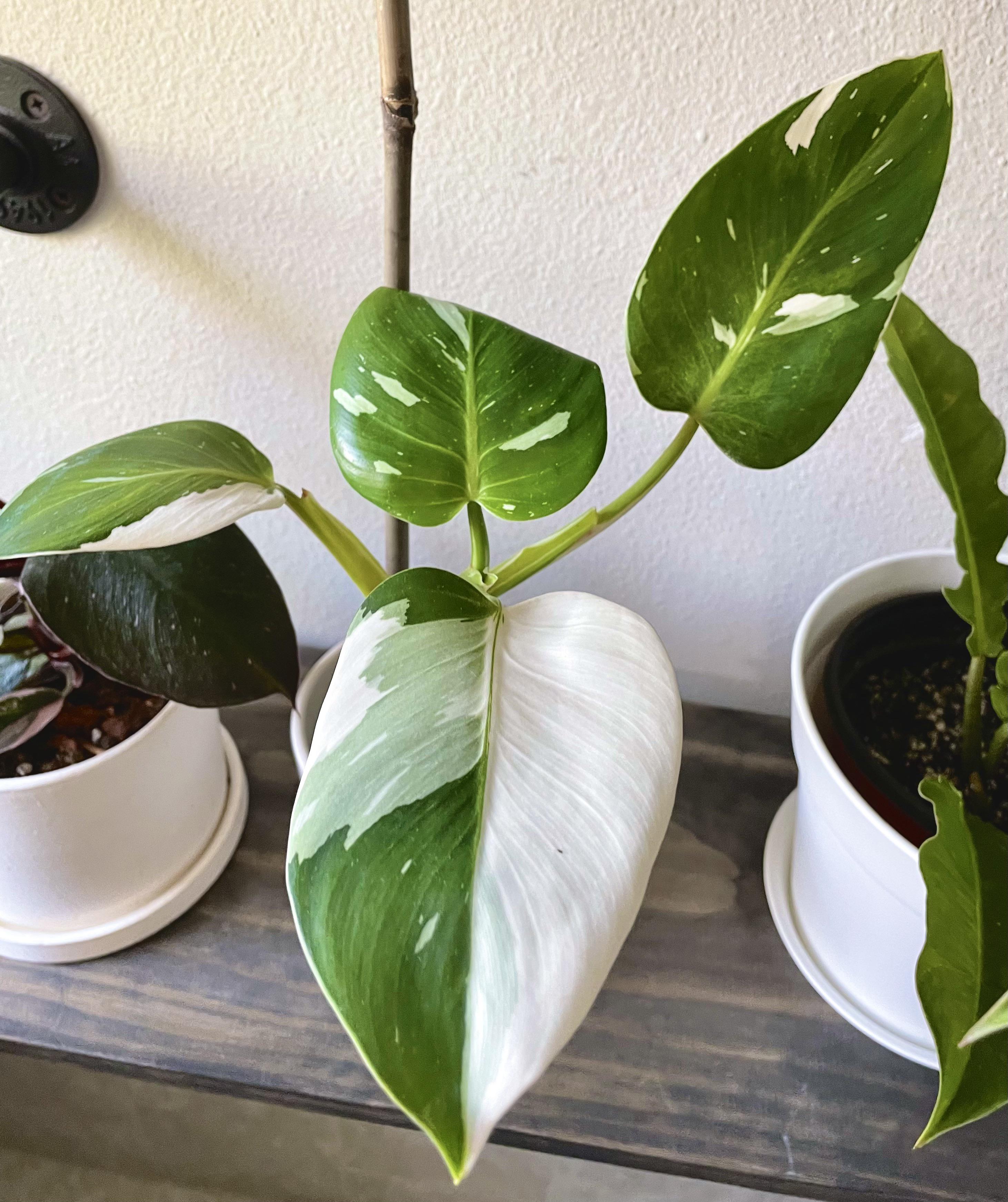 The variegation on my Philo White Knight r/RareHouseplants