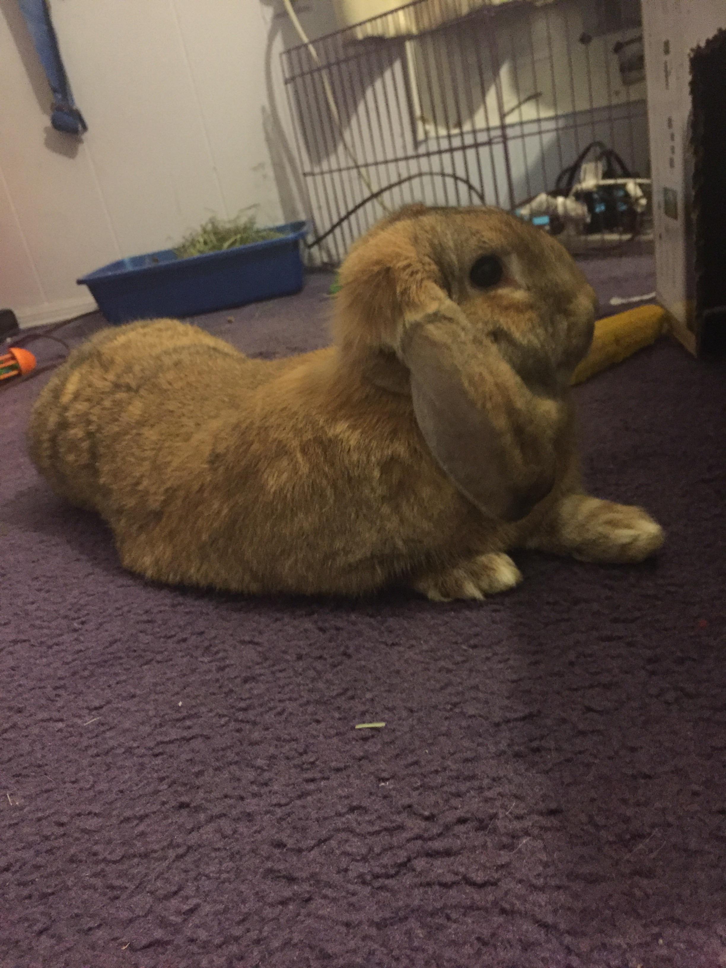 Everyone meet Mochi! Mini lop x Flemish giant mix. Just got him