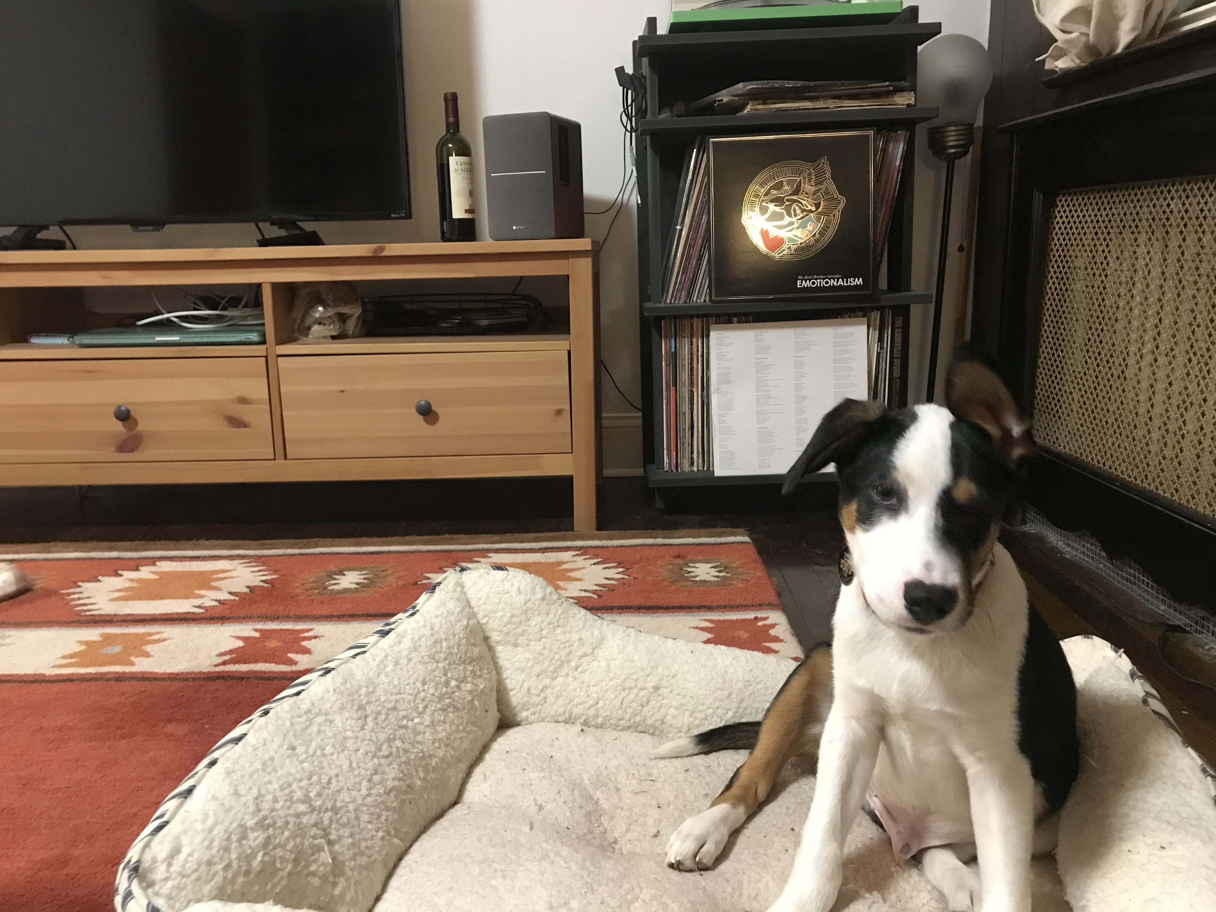 So I recently got a puppy. His name is Banjo. It was time to introduce him to my record