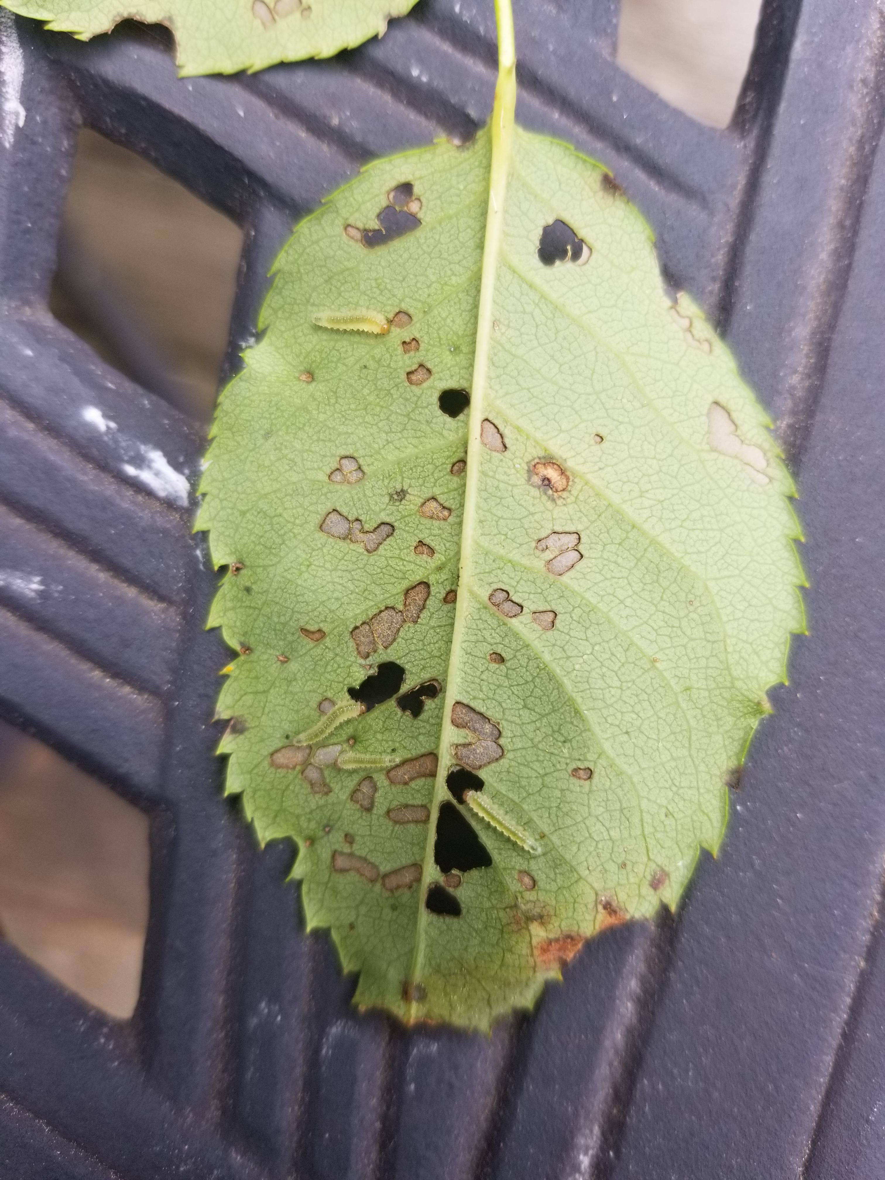 Finally found what's been eating my rose leaves!! What kind of