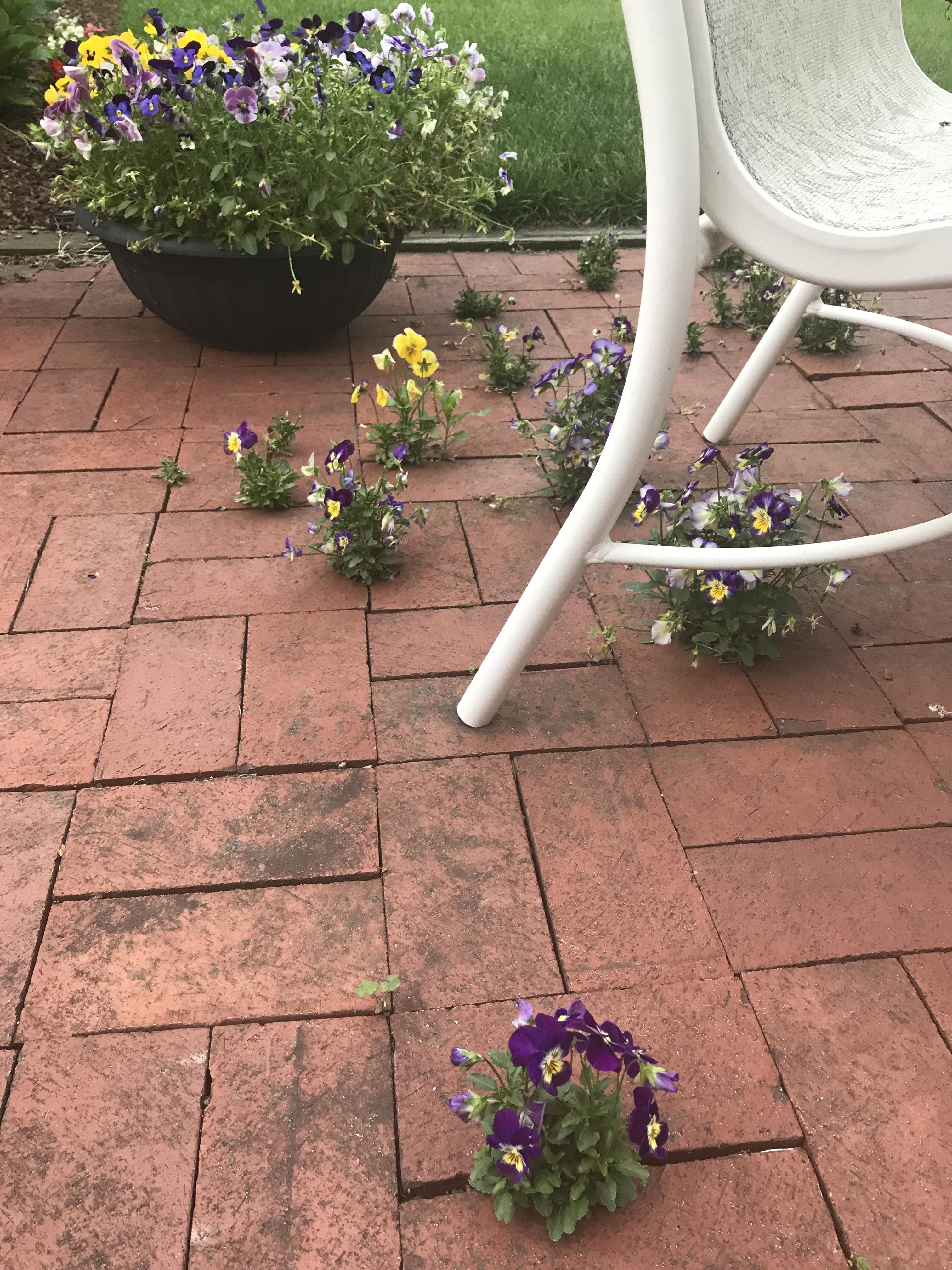 the way these flowers and growing in between the cracks of my neighbor