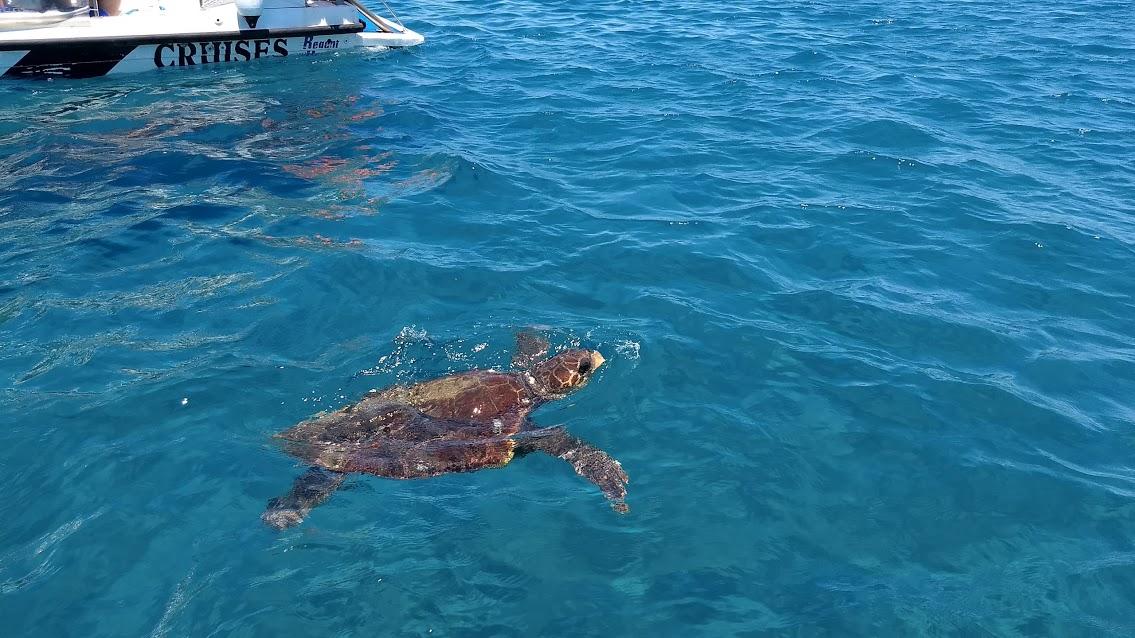 Caretta Caretta turtle, Zakynthos Greece turtle