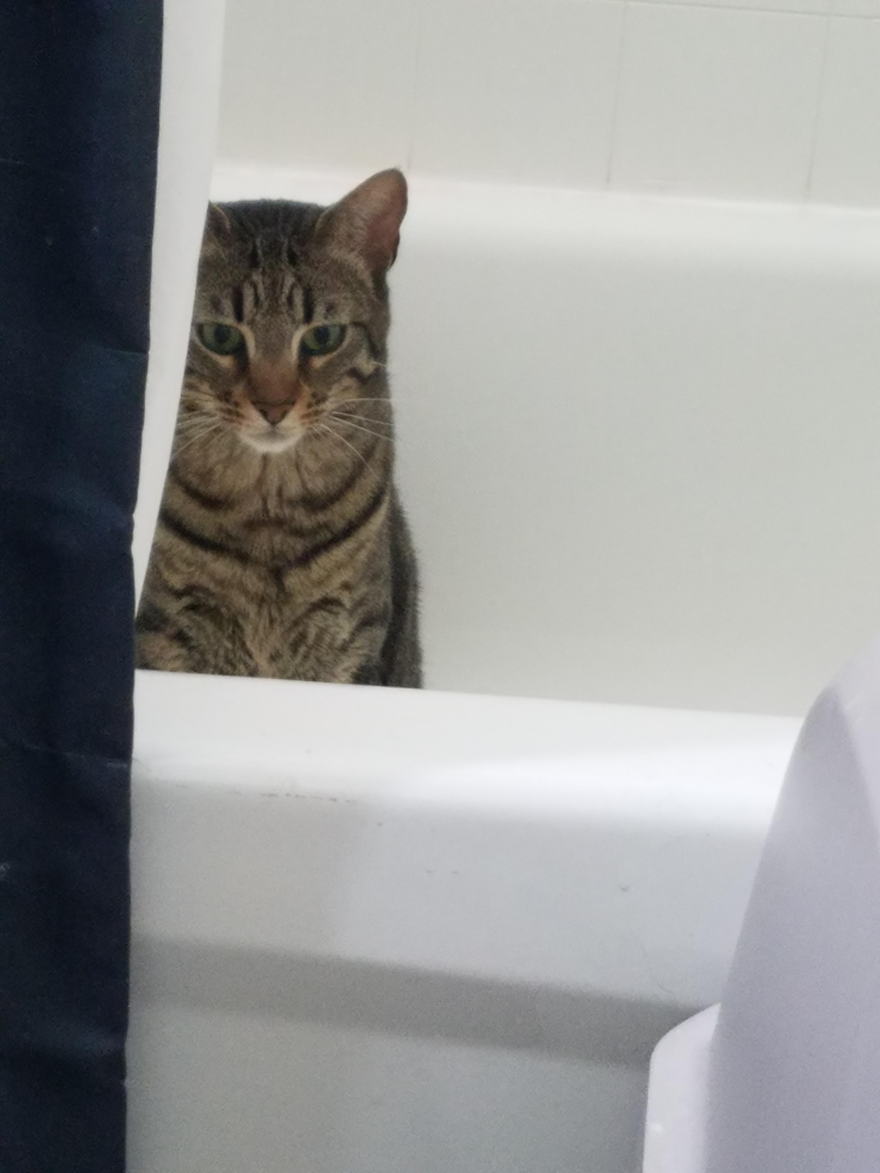 I heard you guys like creepy cats. pics