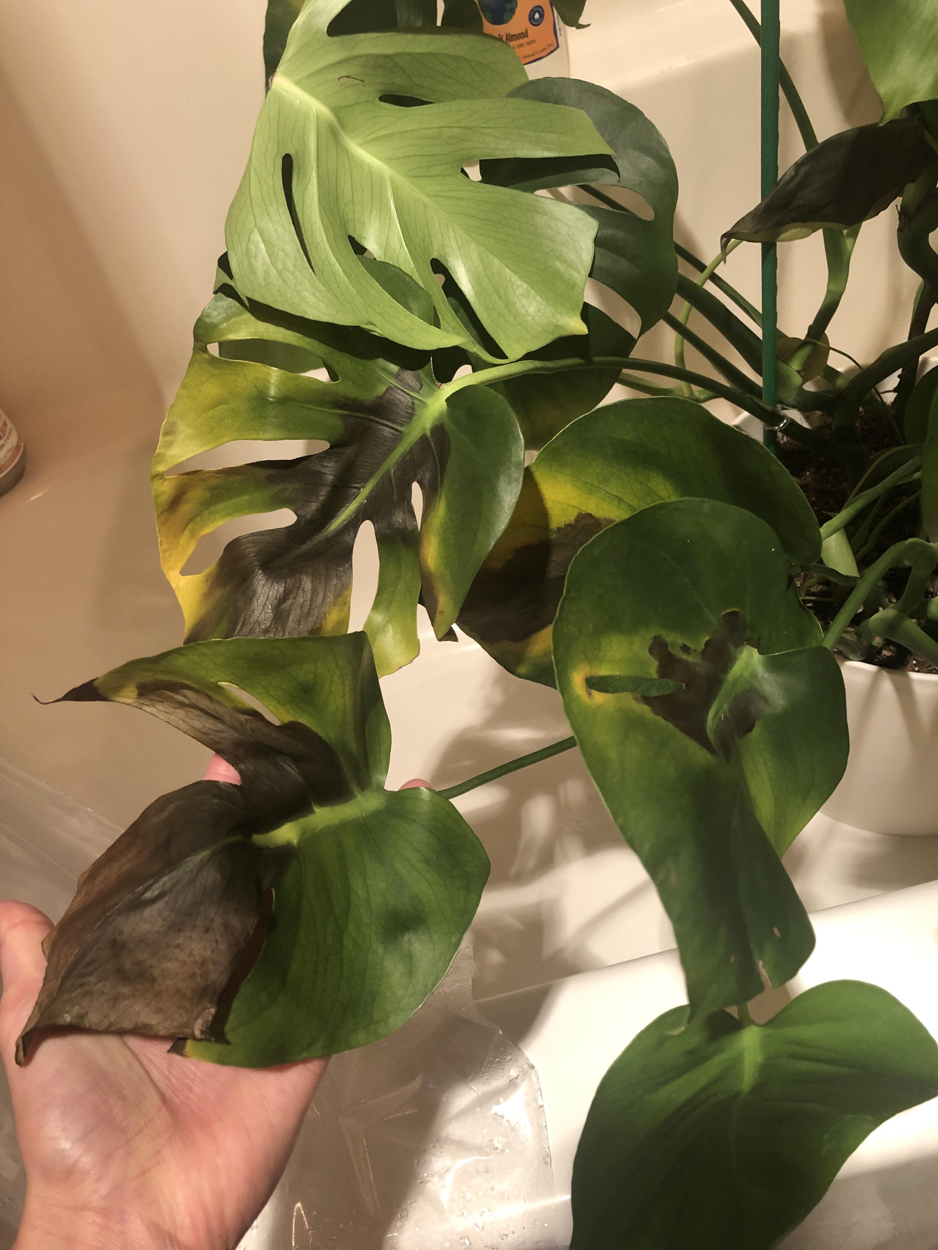 HELP! My leaves are browning but I’m still getting new growth! 😞 Monstera