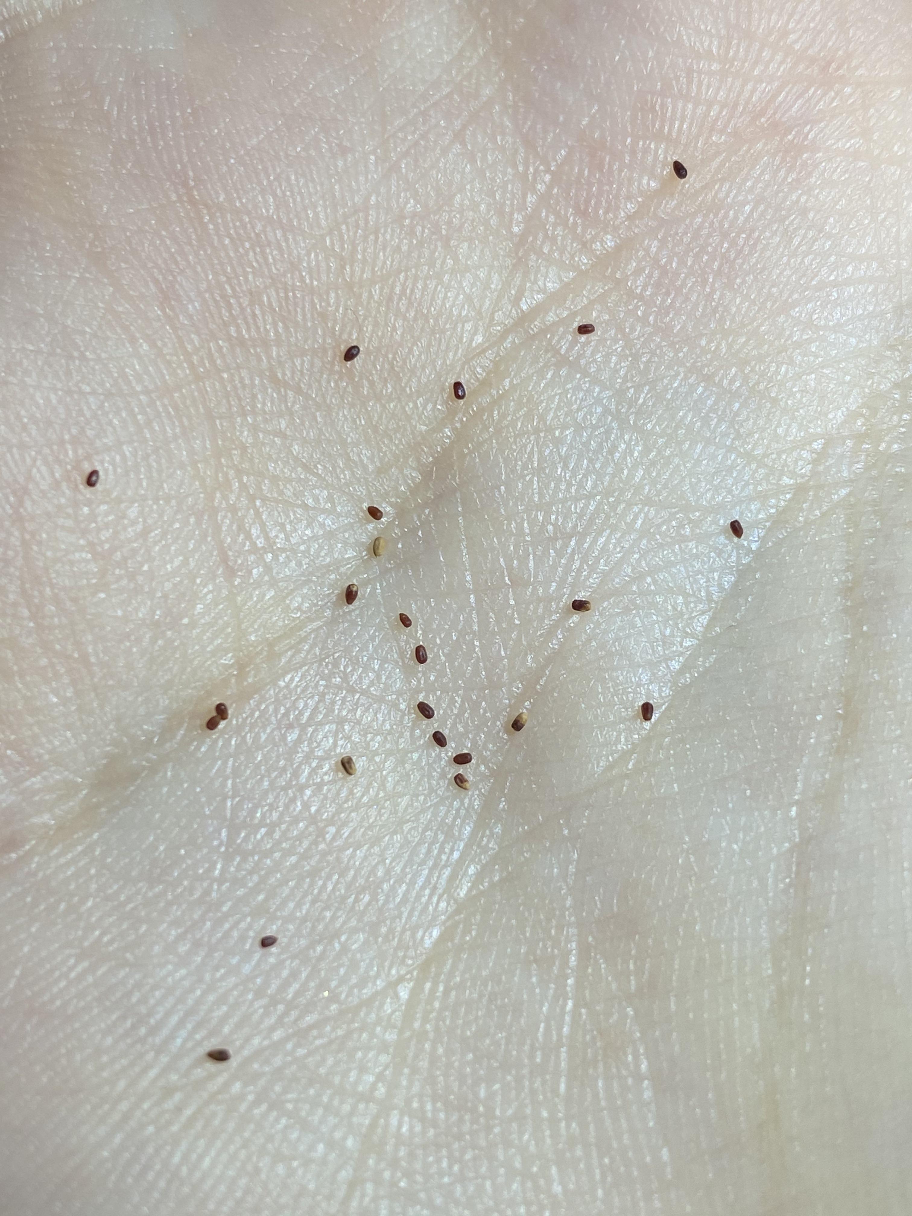 Found these little seeds in bed this morning. Haven't had any bug bites