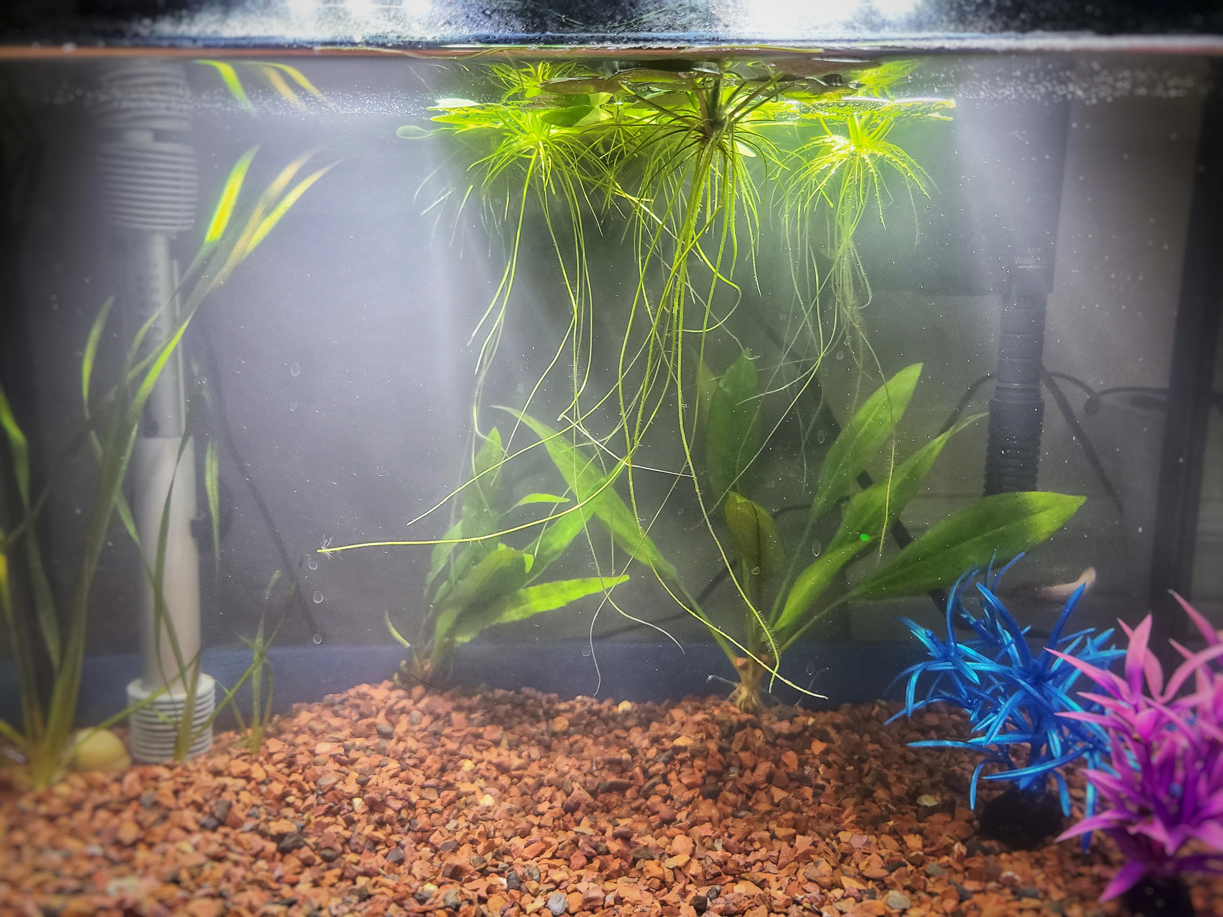 Why is my tank cloudy and what should I do to improve? r/Aquariums