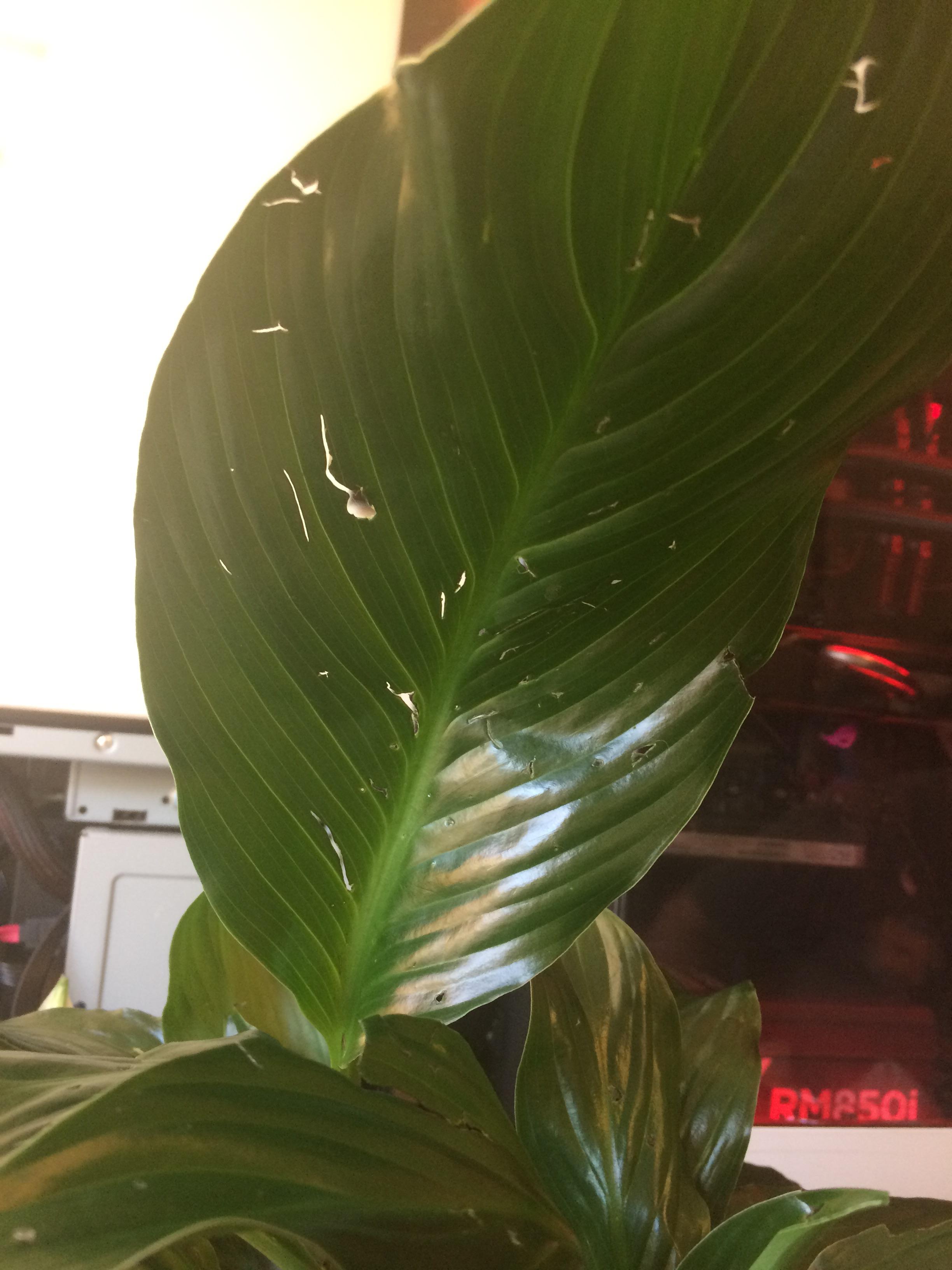 HELP How do I keep my cats off my peace lily? They’re destroying it