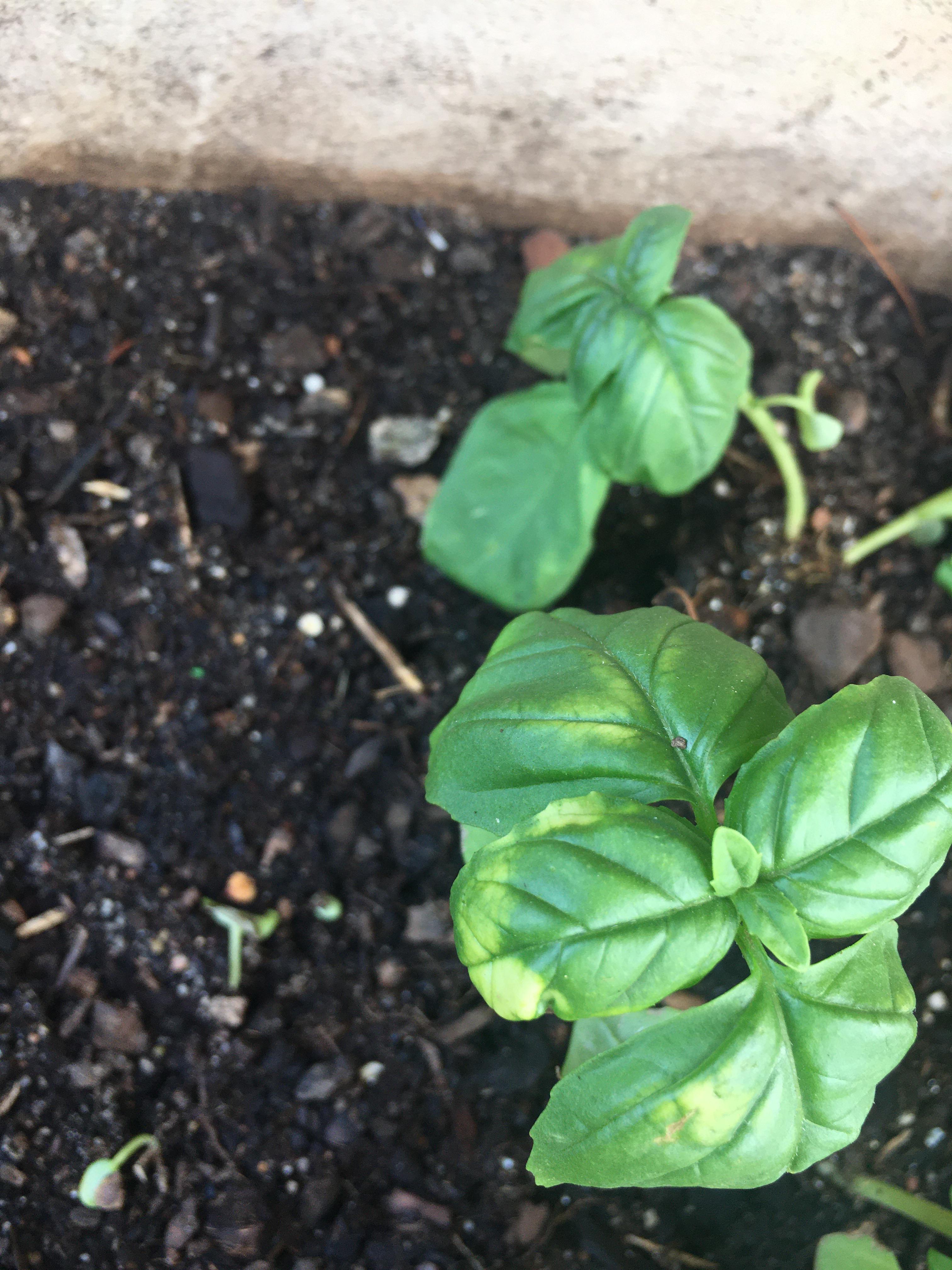 Why is my basil wilting? It grew a couple of new stems that emerged and