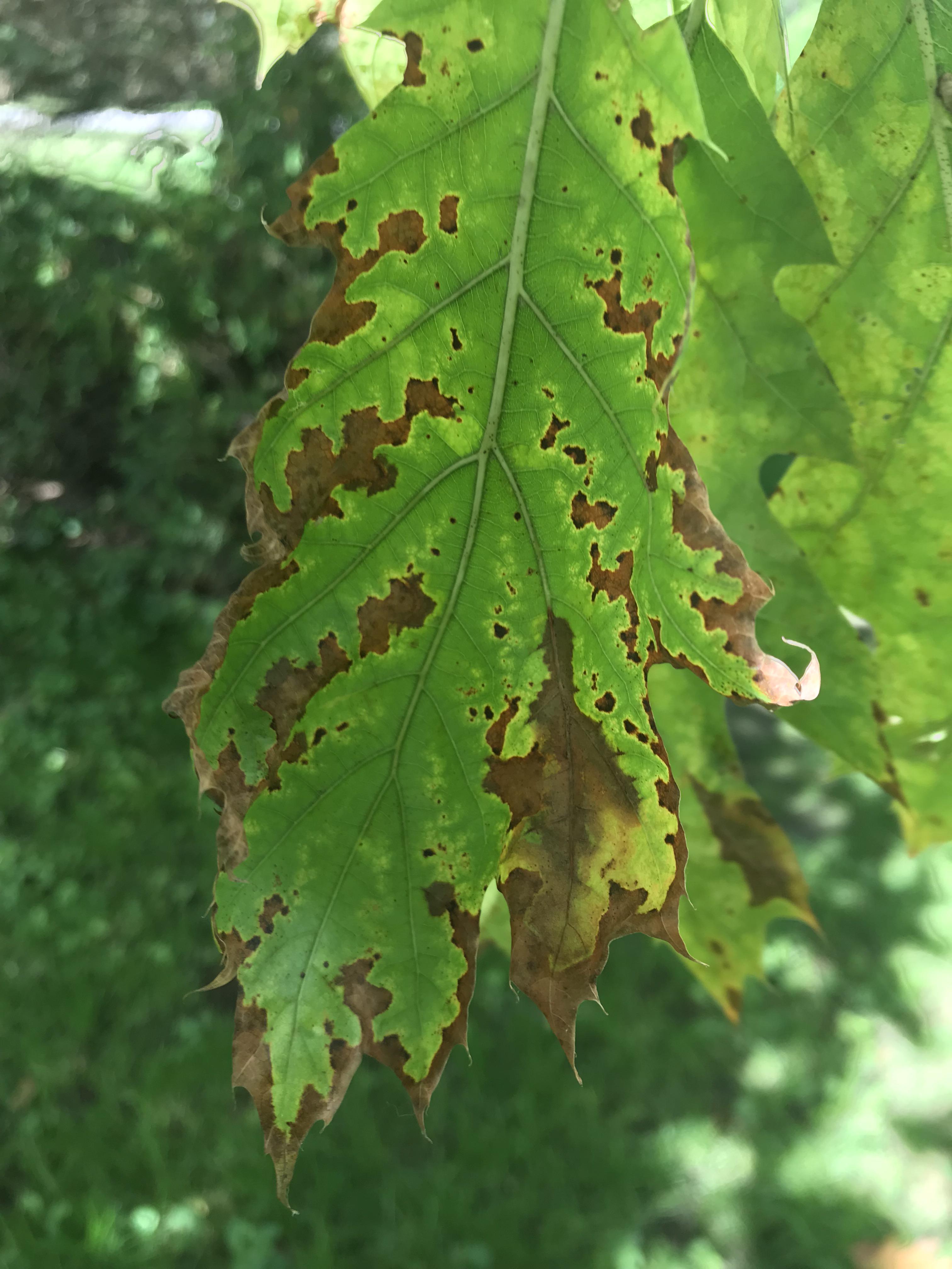 The leaves on my Oak trees are starting to turn like this picture