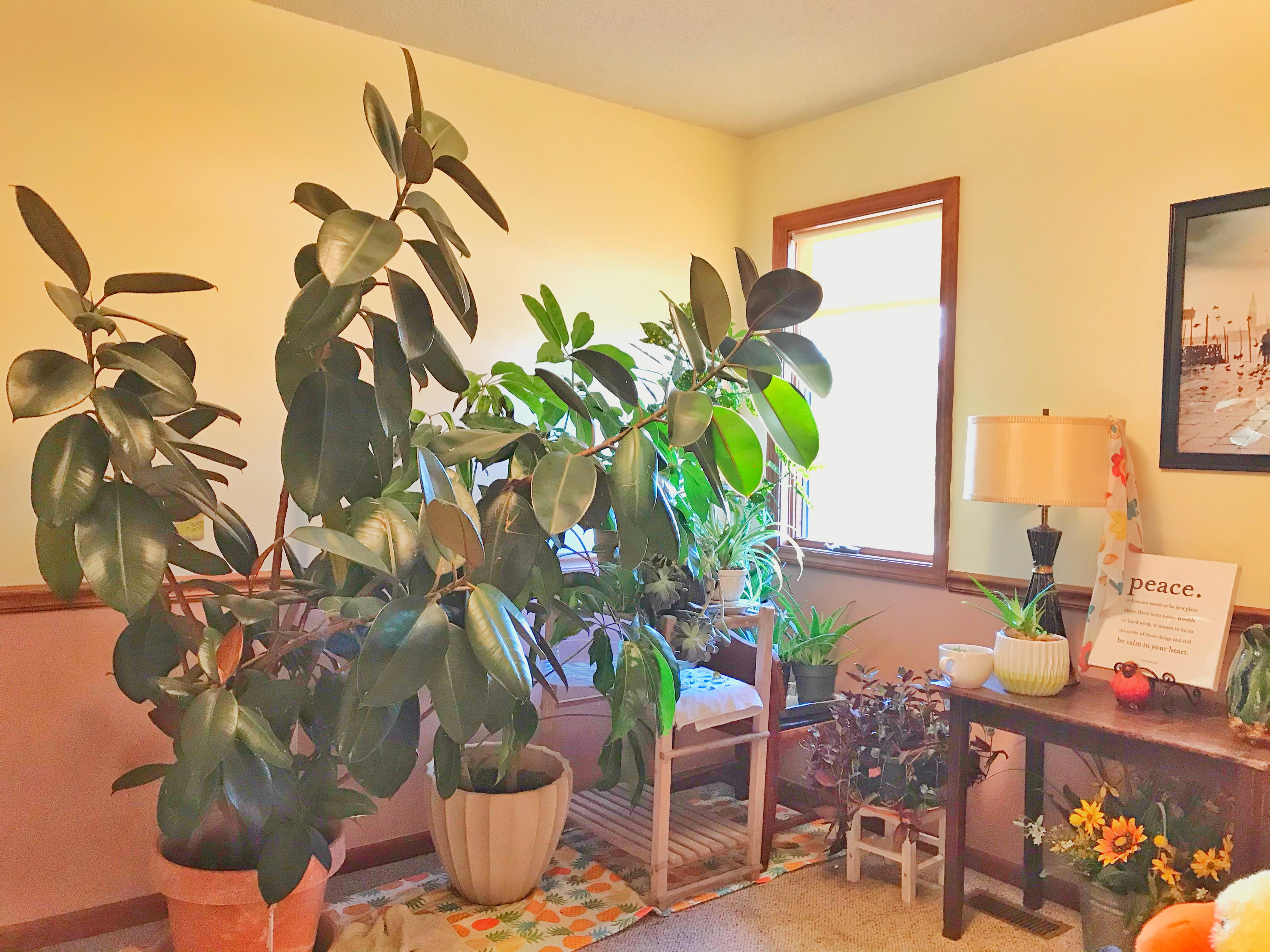 Spare bedroom, south facing window, happy plants!
