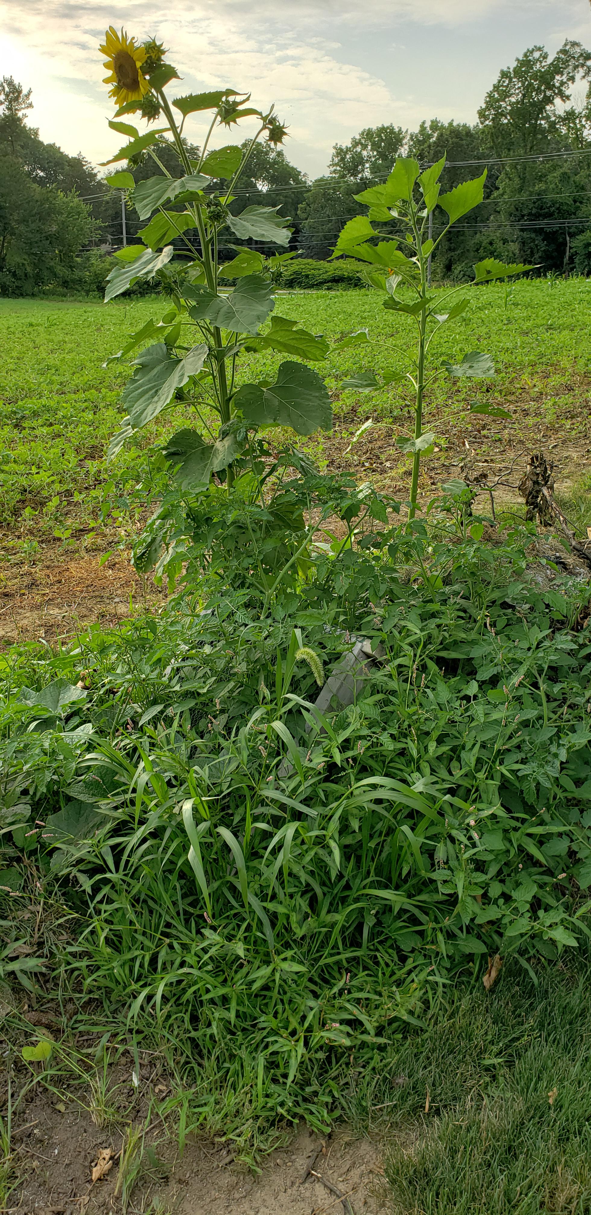 I call it my Oops Garden sunflowers, tomatoes, zucchini took over the