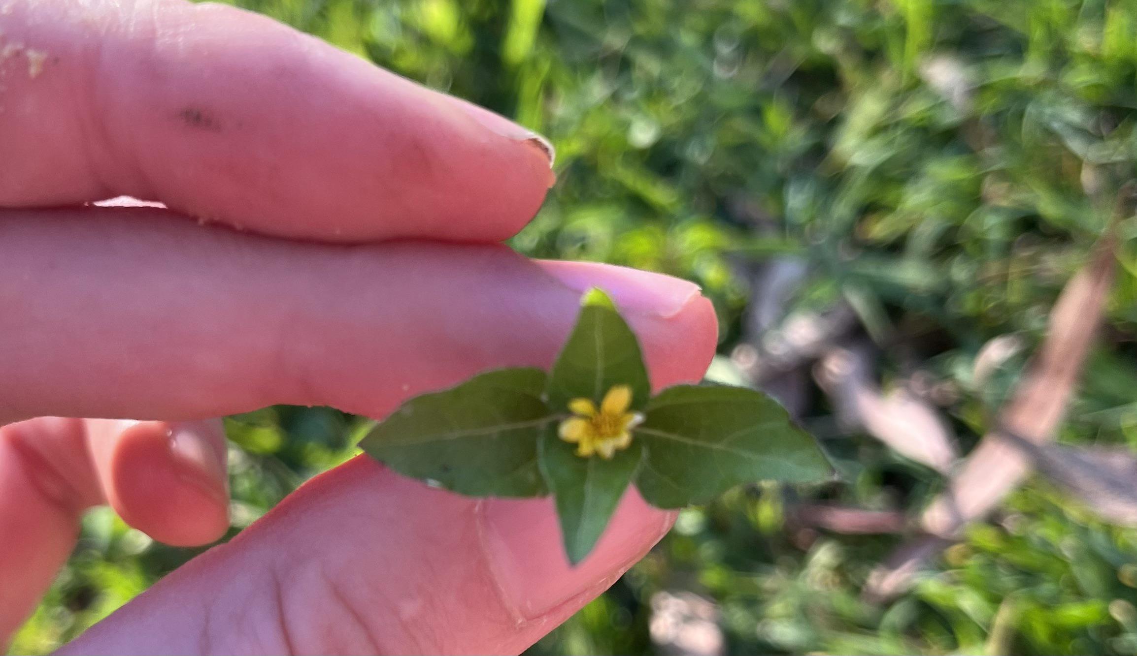 Ground cover. Small yellow flower in Spring. Brisbane Australia r/plantID