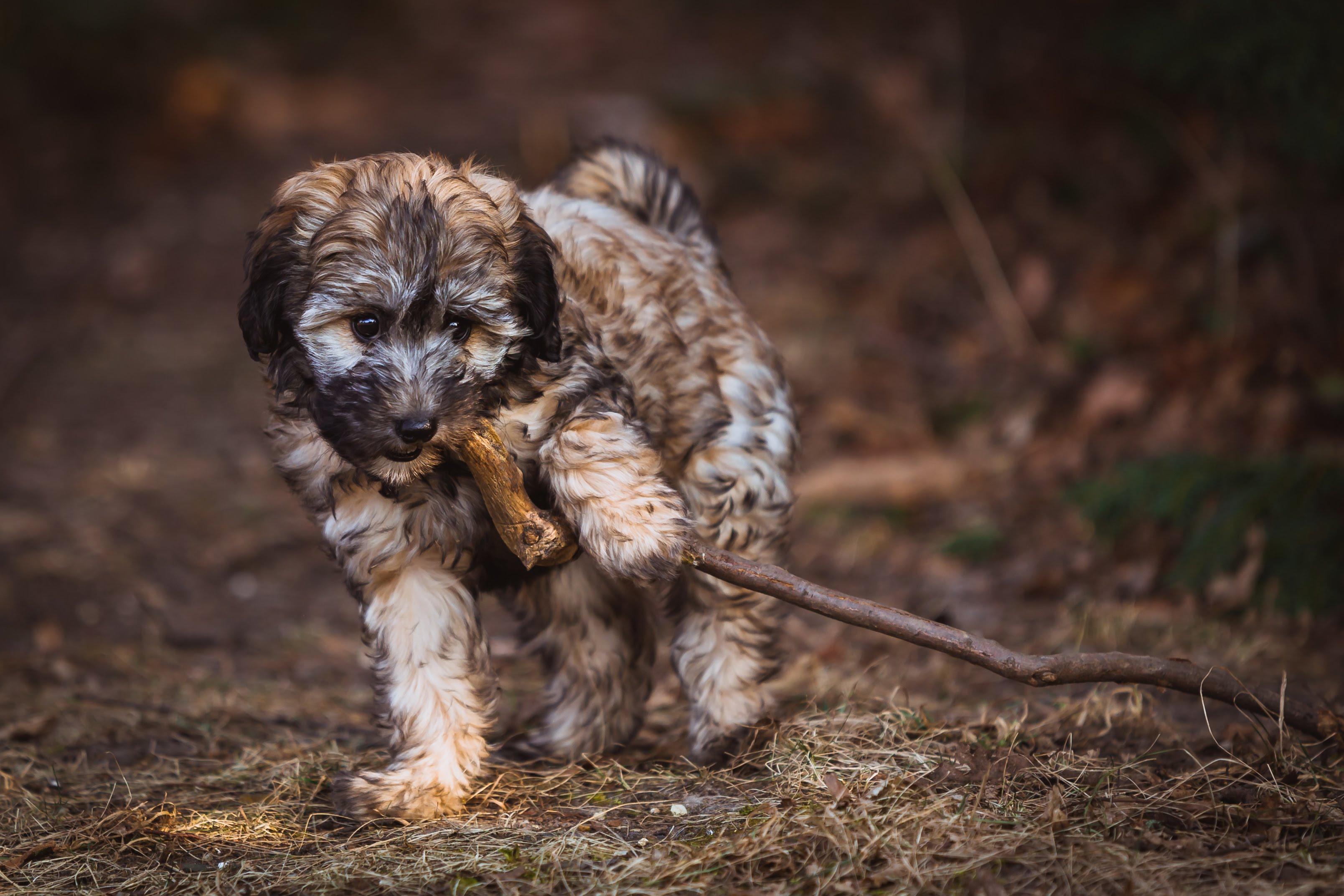 Chinese Crested Powder Puff Poodle Mix