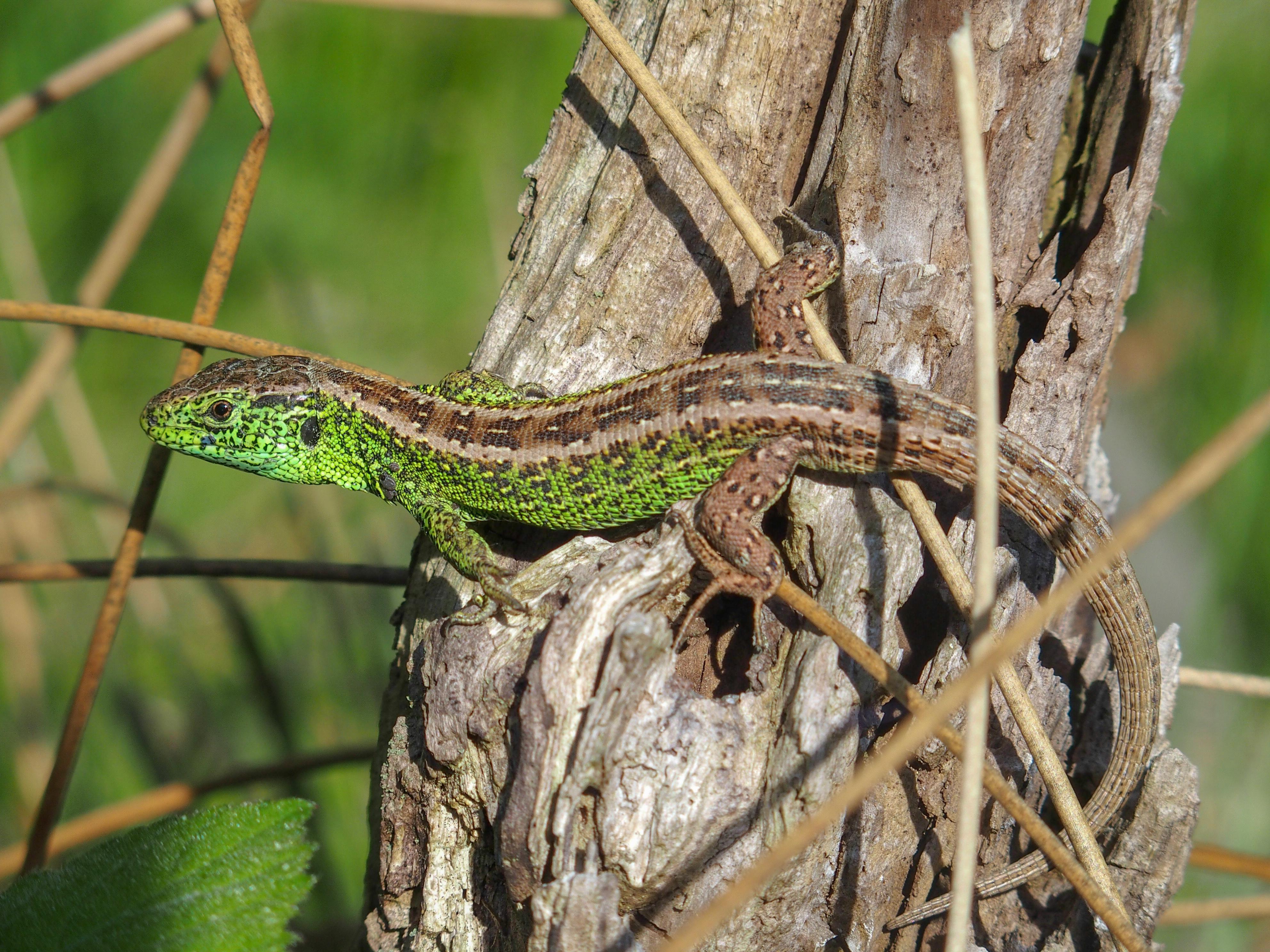 Sand lizard r/pic