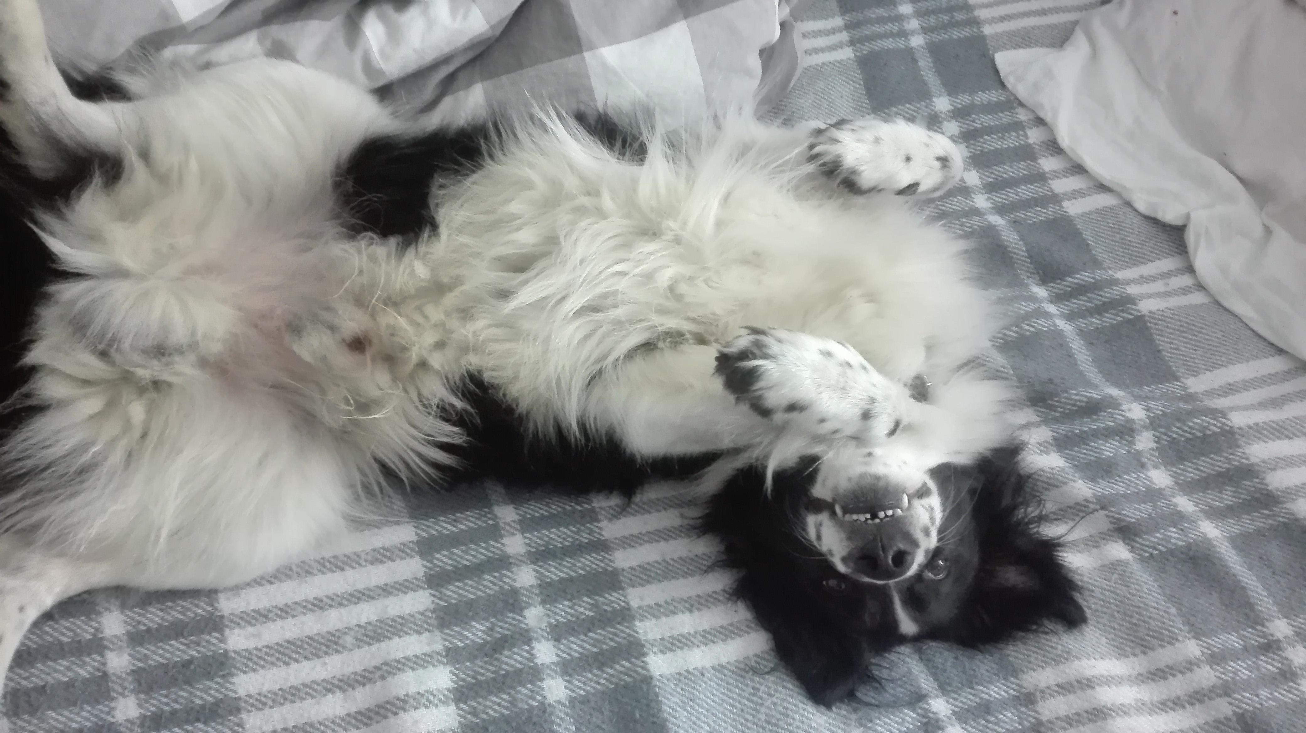 I've just found out that my pupper, Spotty, has died. It most likely happened yesterday. This is