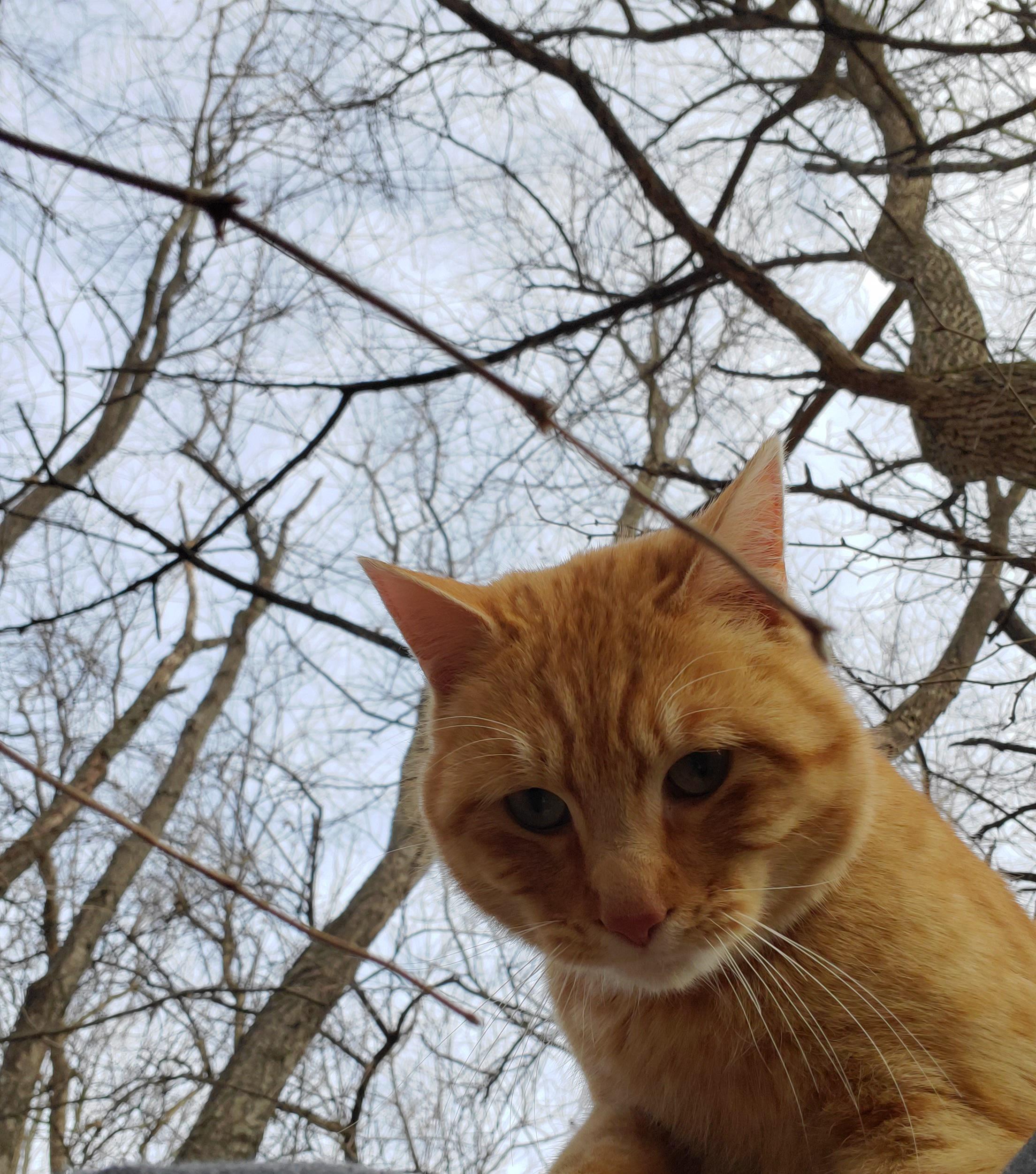 So my cat is great at climbing up trees, the only problem is that he