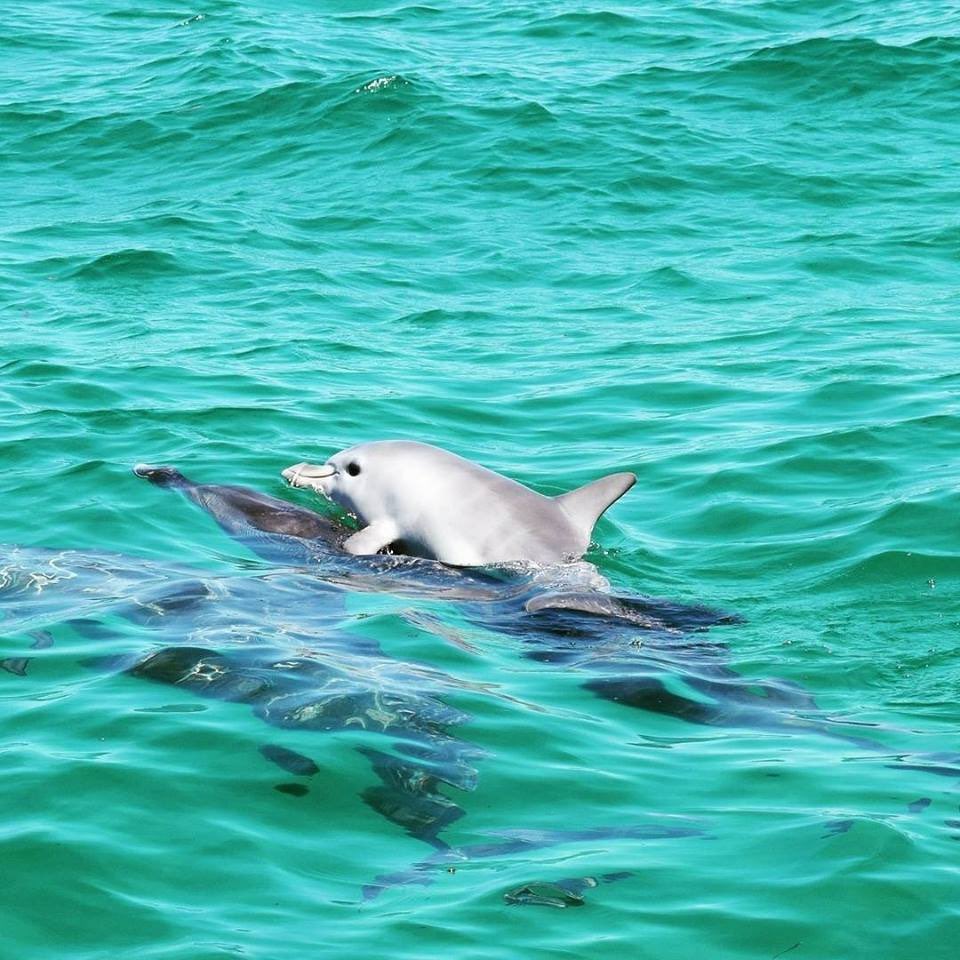 ???? Baby dolphin riding on his mother's back.... r/NatureIsFuckingLit
