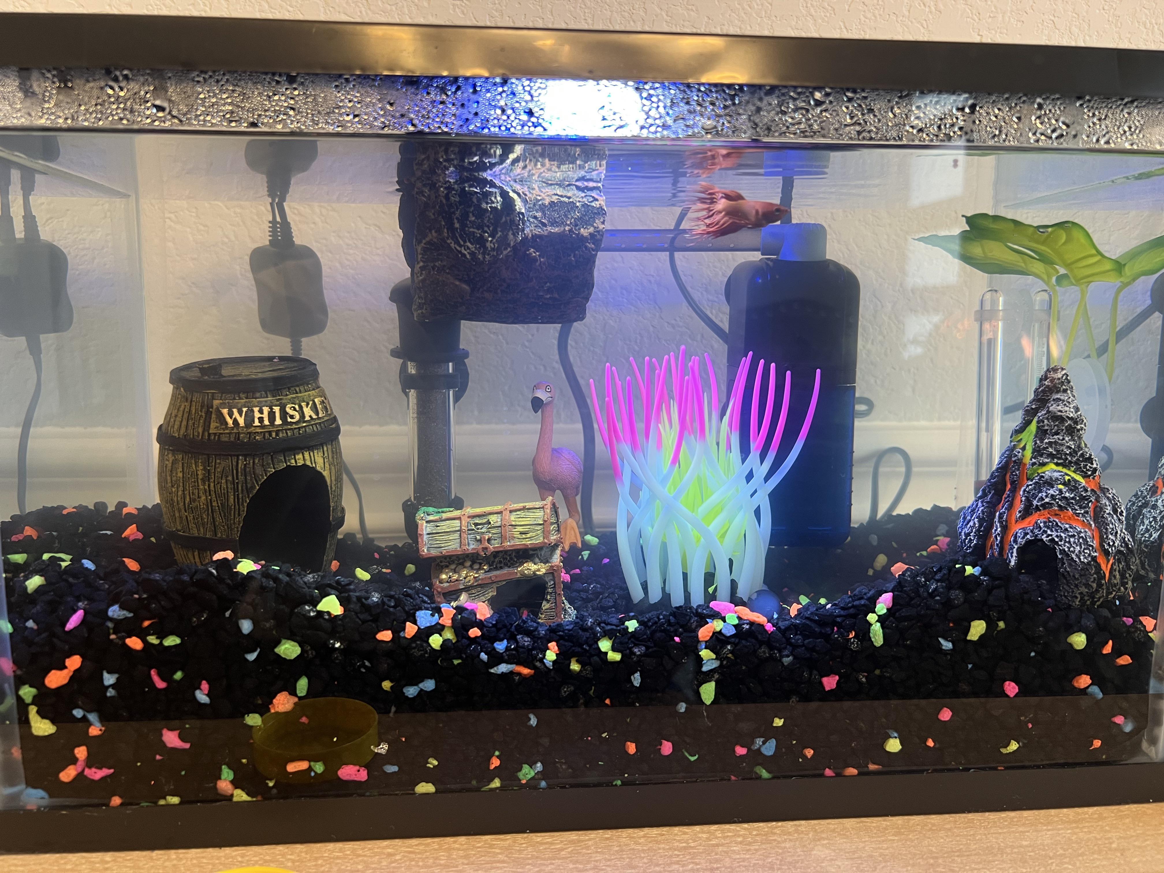 on Live Plants for 5 Gallon Tank r/bettafish