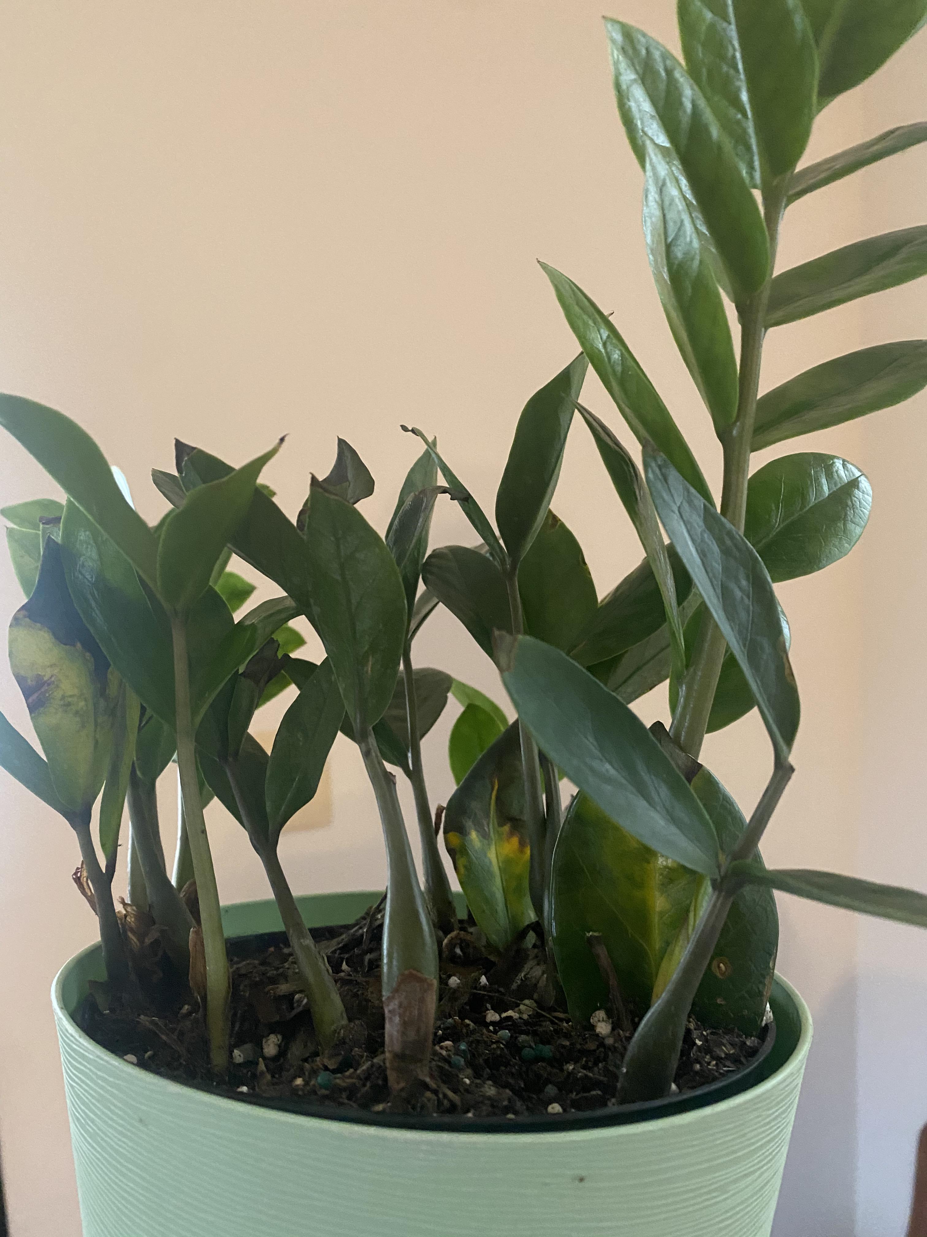 What do I need to do??? Got this ZZ at Home Depot a couple of weeks ago