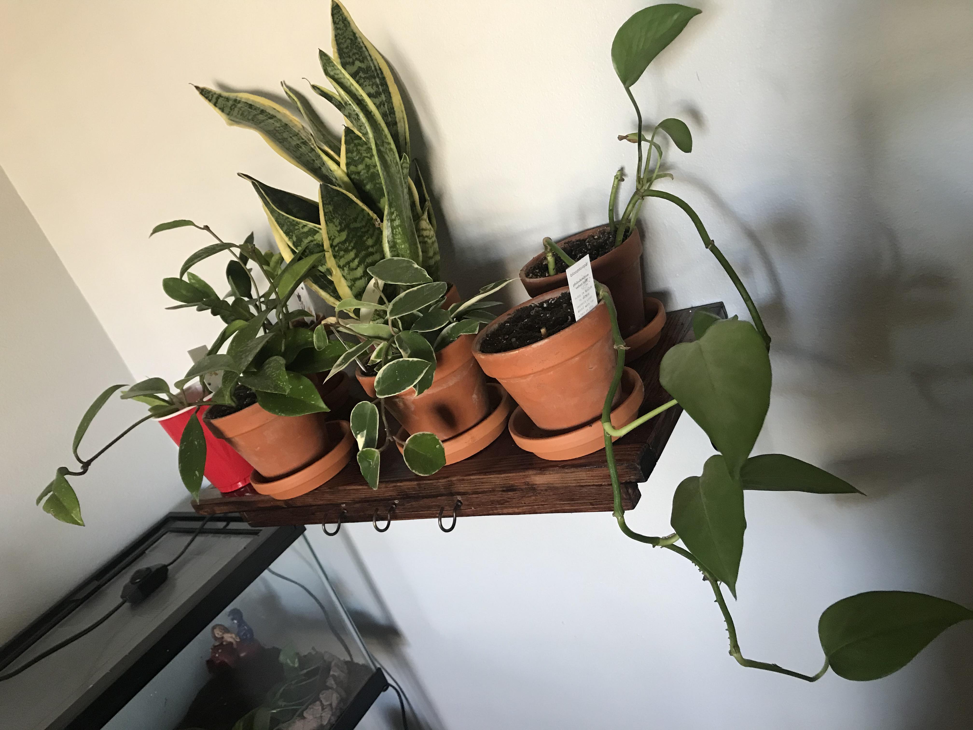 my little plant shelf r/houseplants