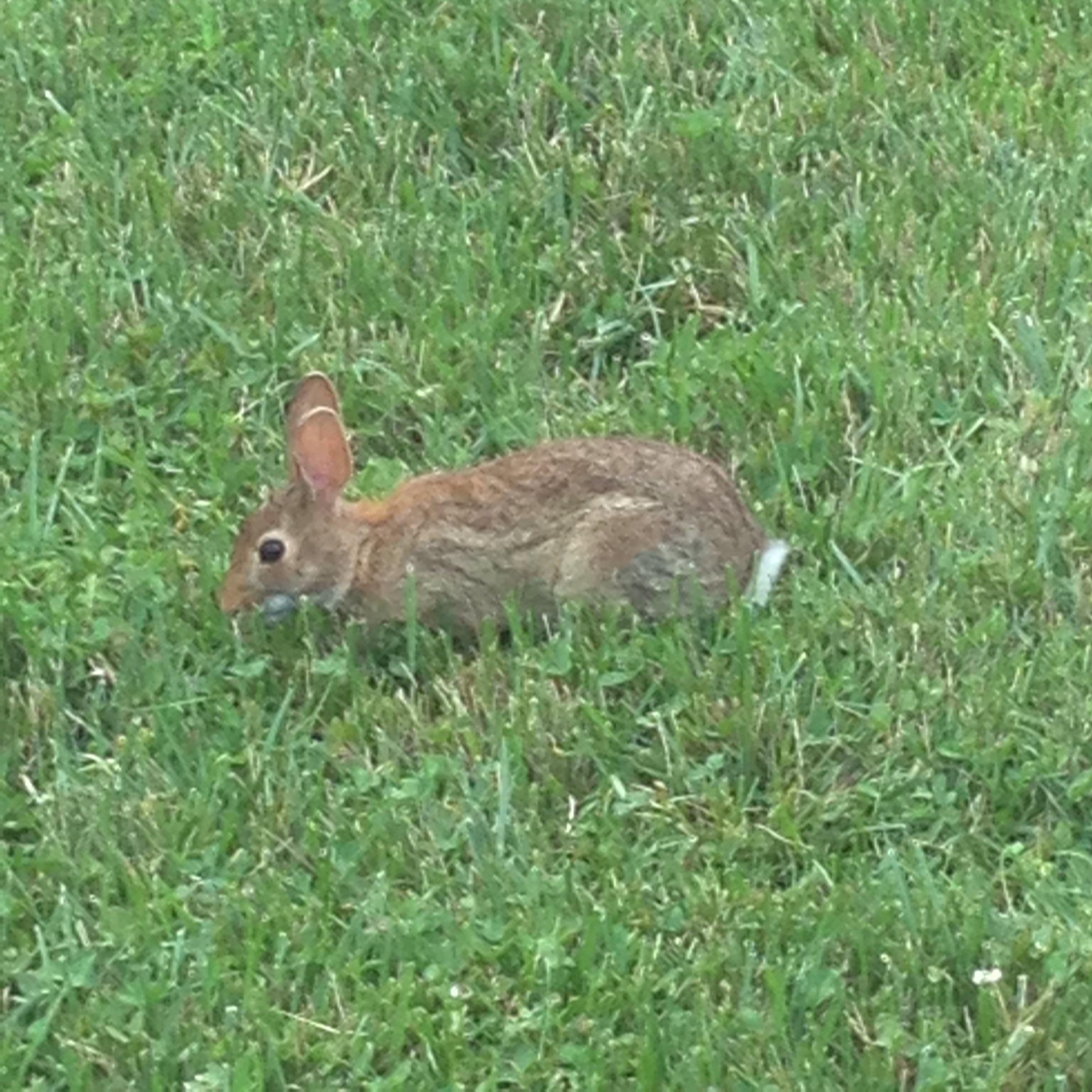 Rabbits are so calm at times r/pics
