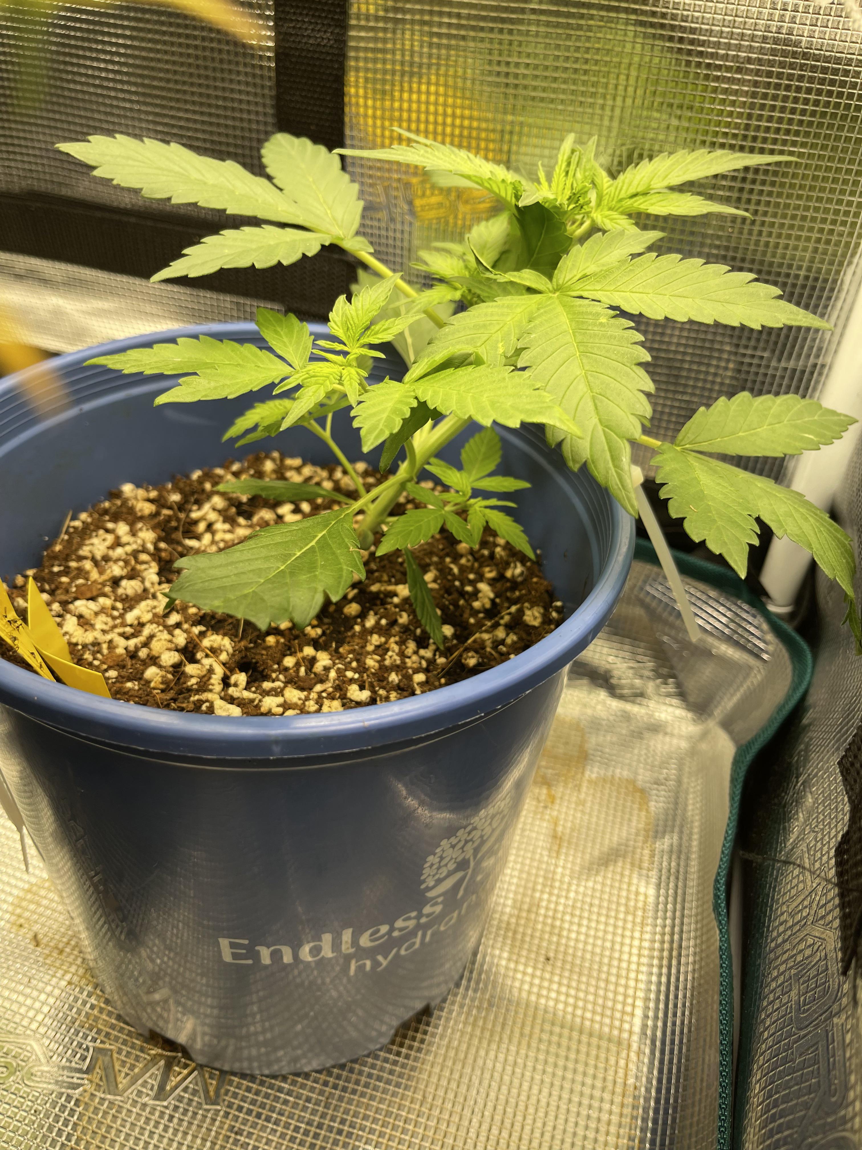 Can you go from 12/12 to 18/6 mid veg with an auto? r/Autoflowers