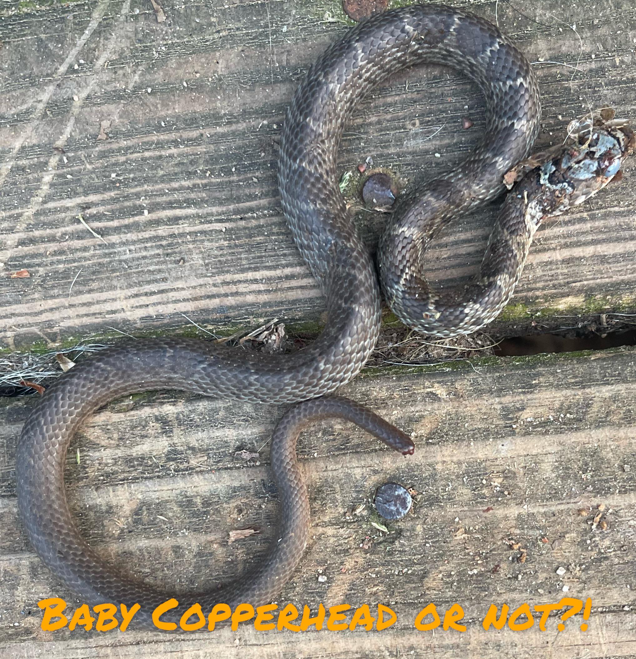 Is this a baby copperhead?! r/snakes