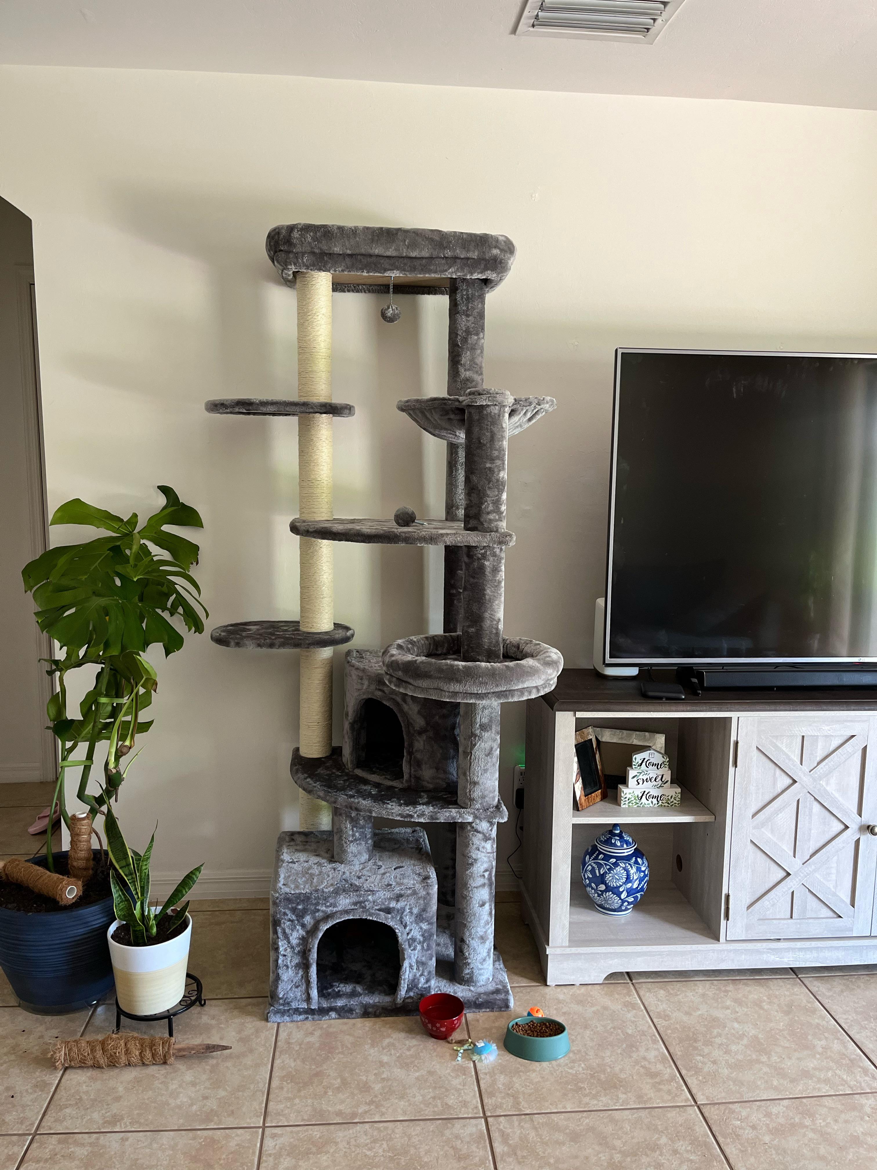 Kitty (5mos old) wont use the cat tree and then fell from it and was limping for a while. He’s