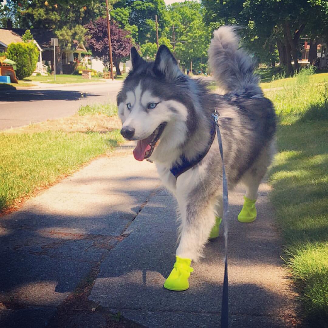 Too hot not to have on boots Freind's Husky r/aww