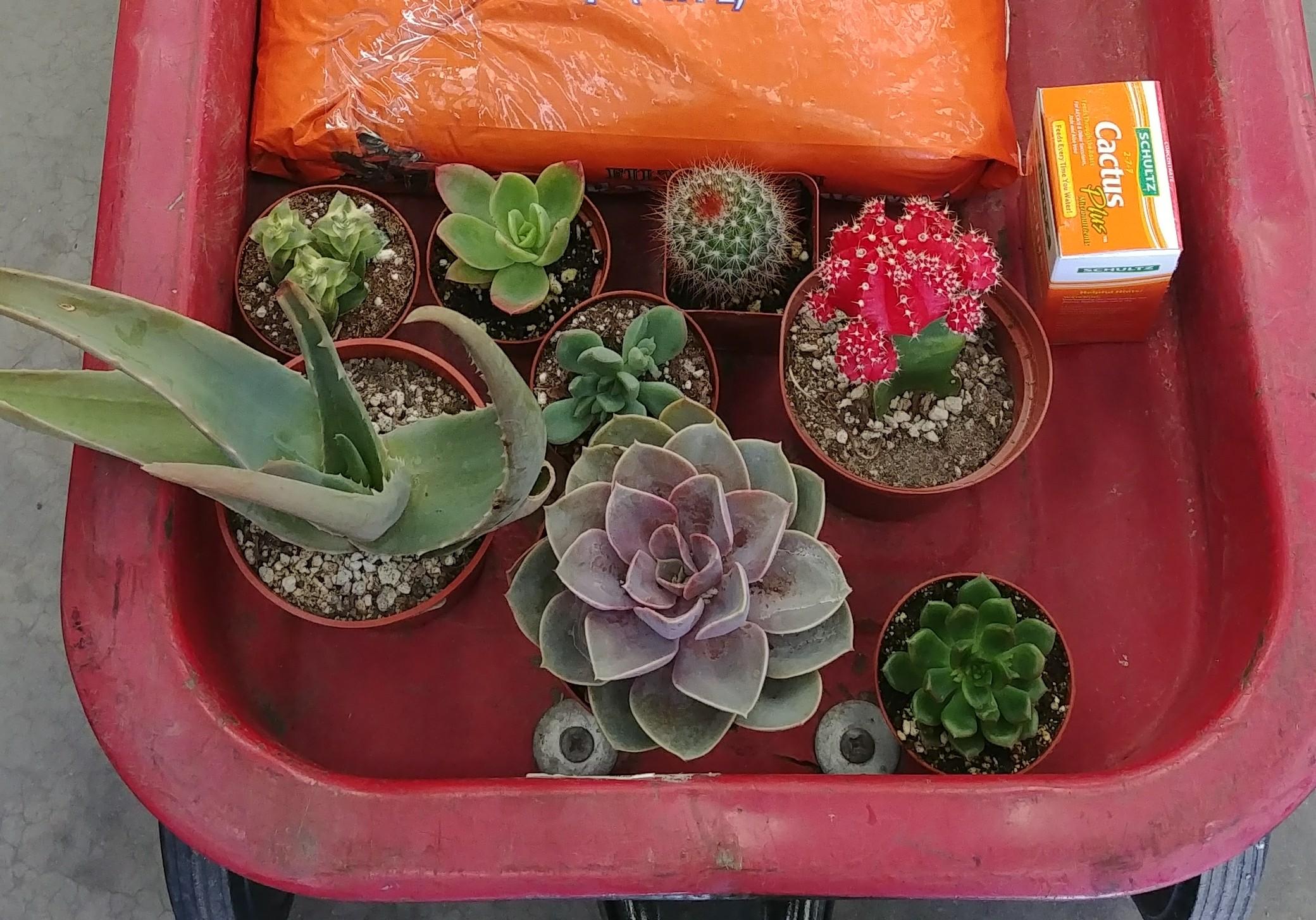 Help Me ID Succulents/Cacti from Star Nursery? succulents