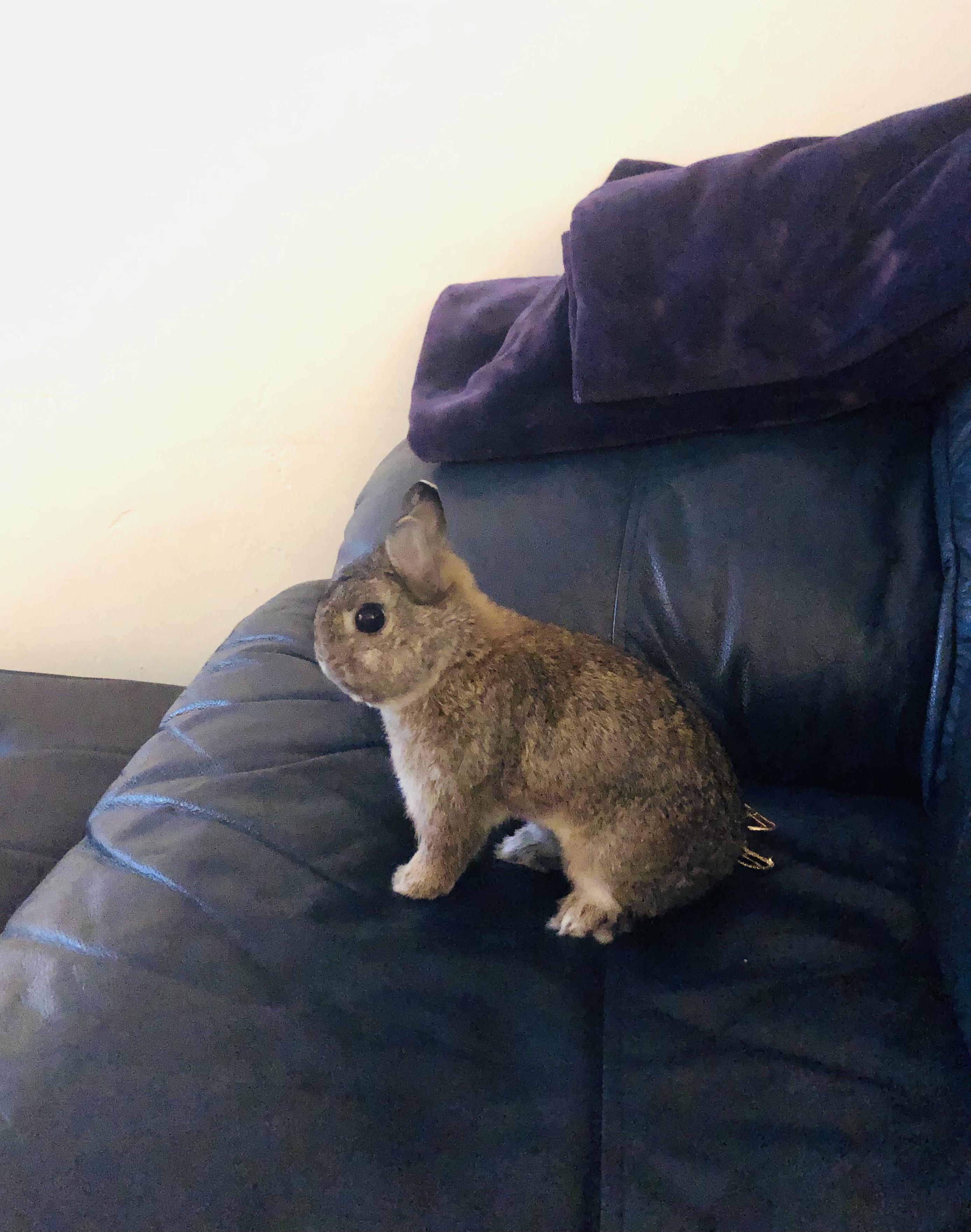 I frequently catch my bun like this.... just sitting on the couch