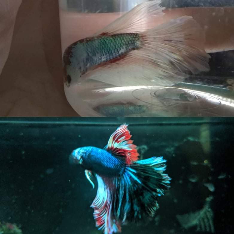 a before and after of our PetSmart betta r/bettafish