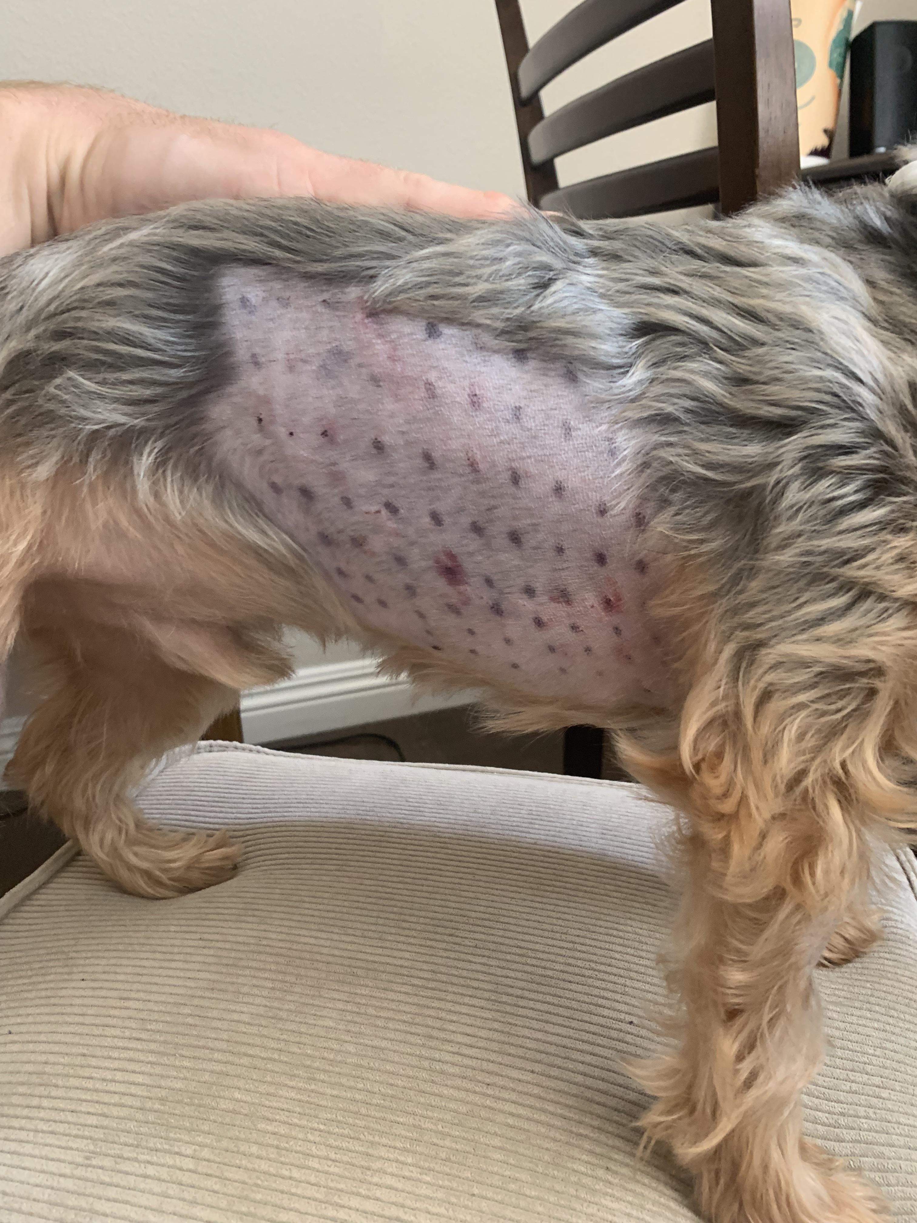 Anyone else’s Yorkie have allergies? My poor little guy had to go