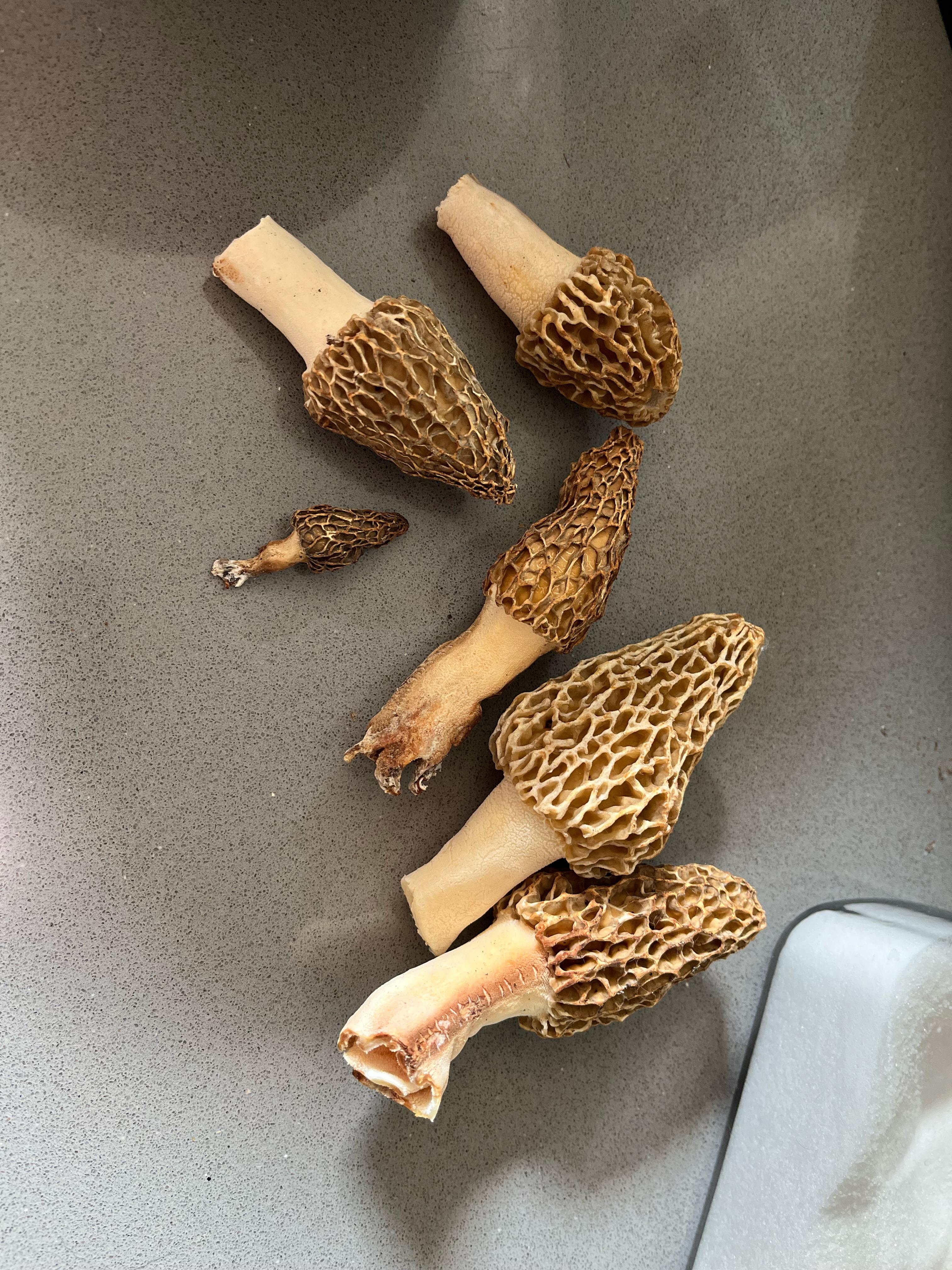 Morels!! r/foraging