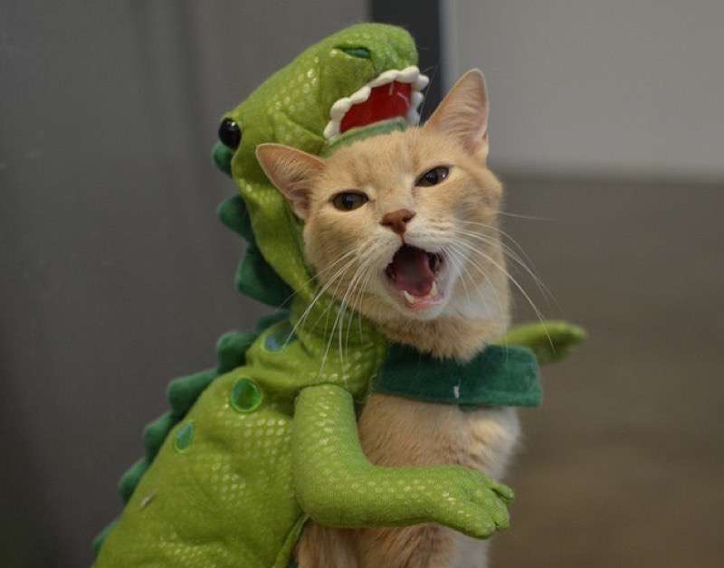 Cutest cat ever in his PJ's r/aww