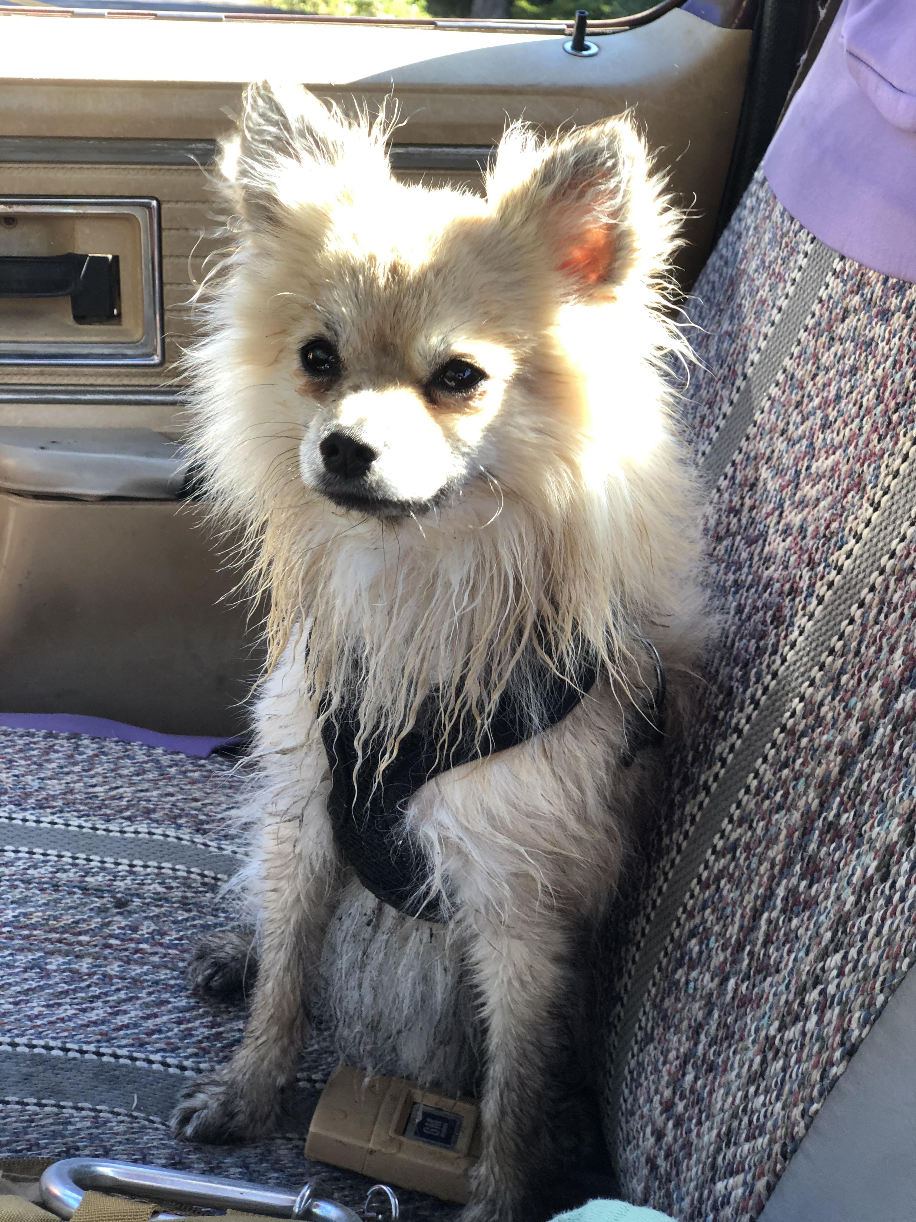 What’s wrong, is that the dirtier he gets, the faster he runs to my bed