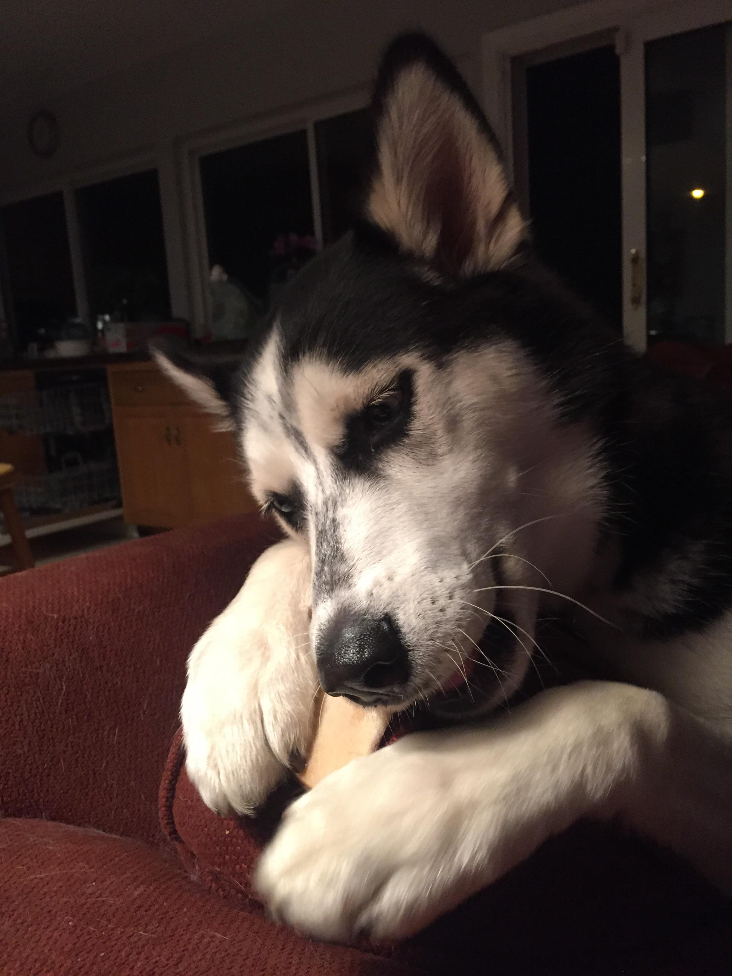 Am I the only one who loves it when they use their paws like hands? r