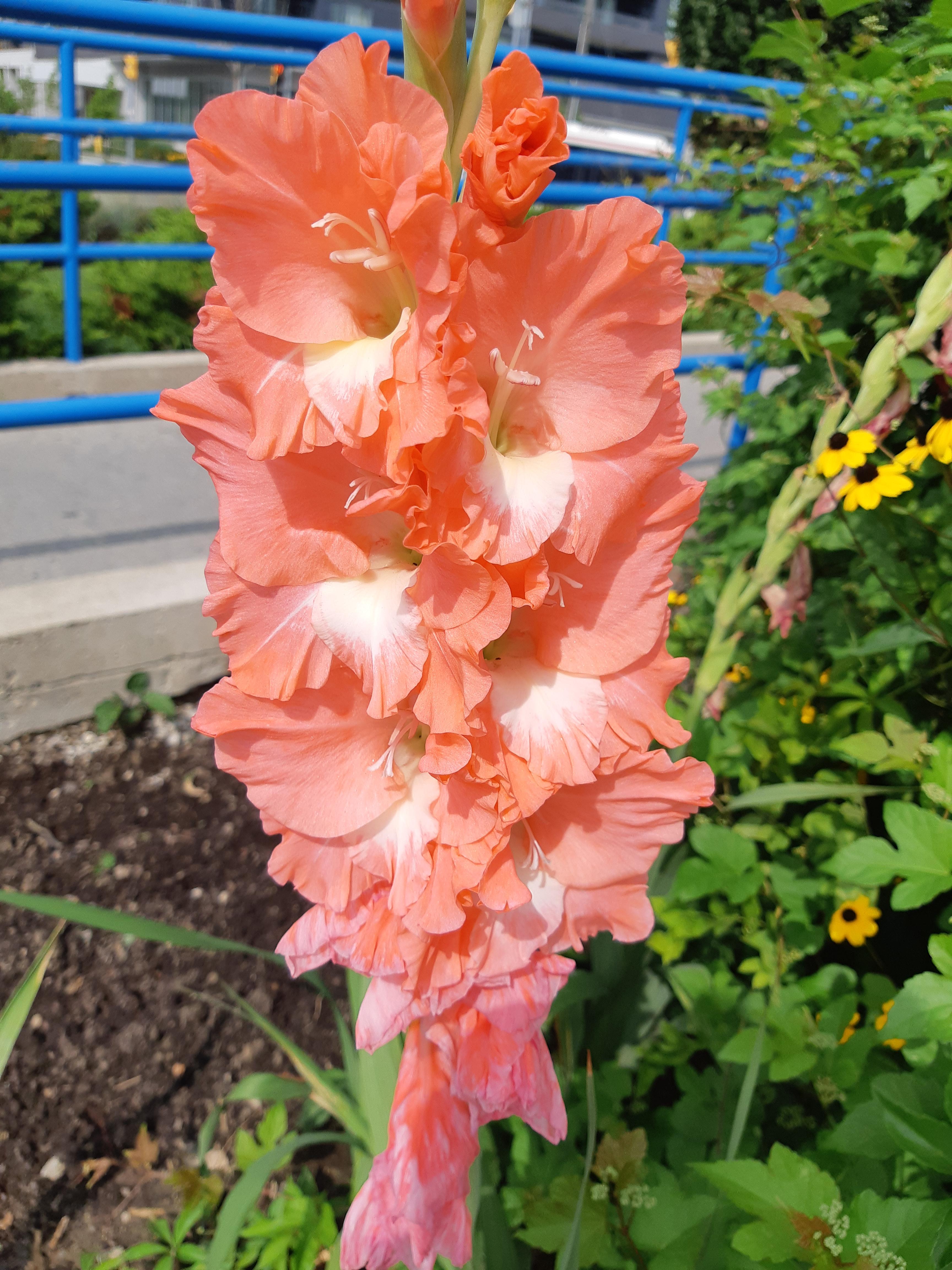 Love the colour of these! r/flowers