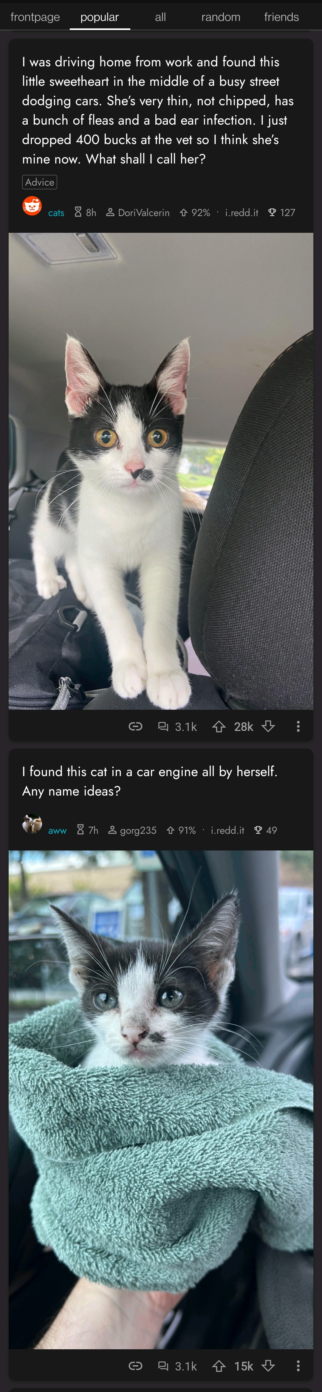 Two cat adoption stories on my feed with identical looking cats r/GlitchInTheMatrix