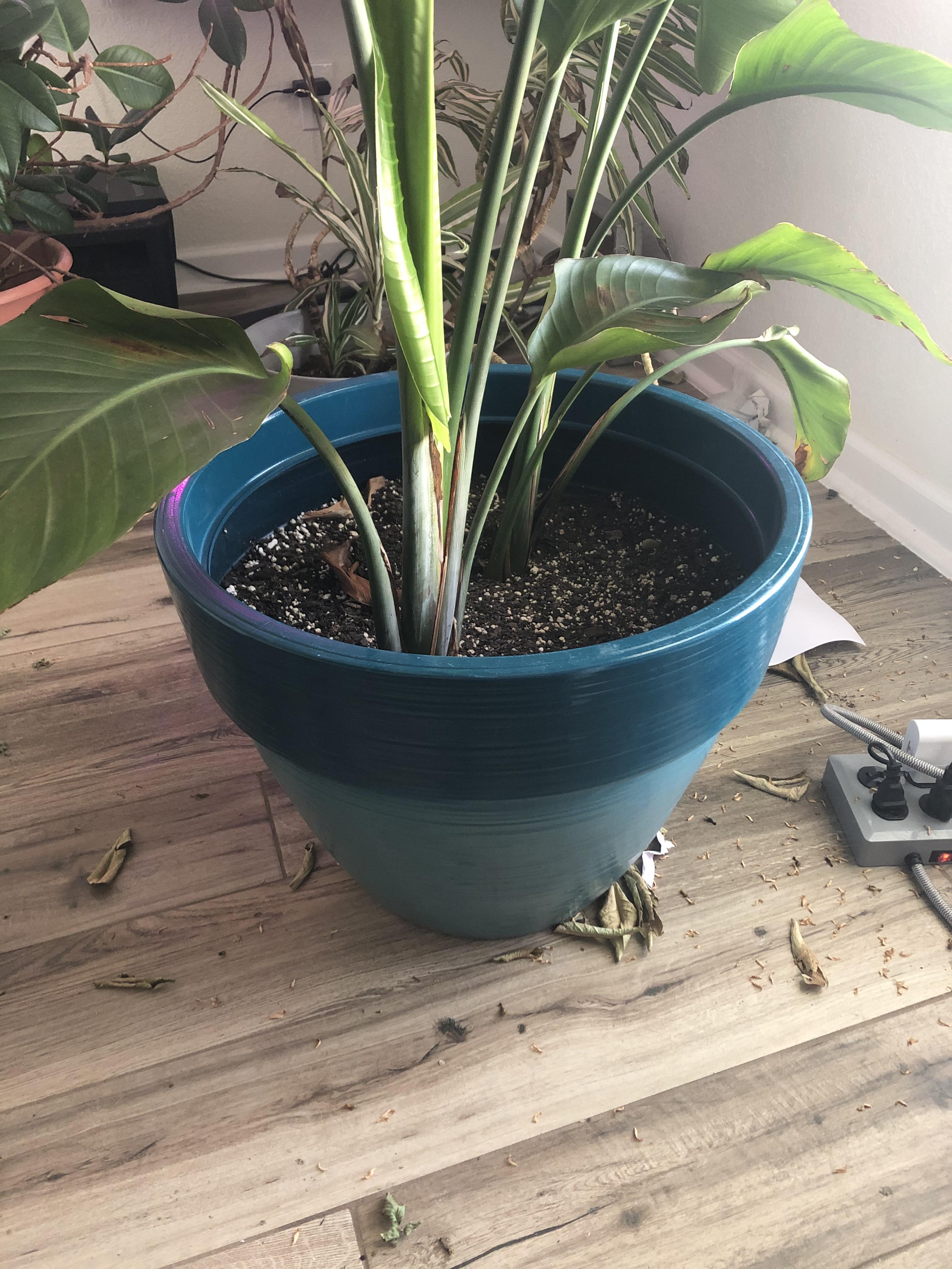 Is this pot too big for my birds of paradise? I thought maybe you could