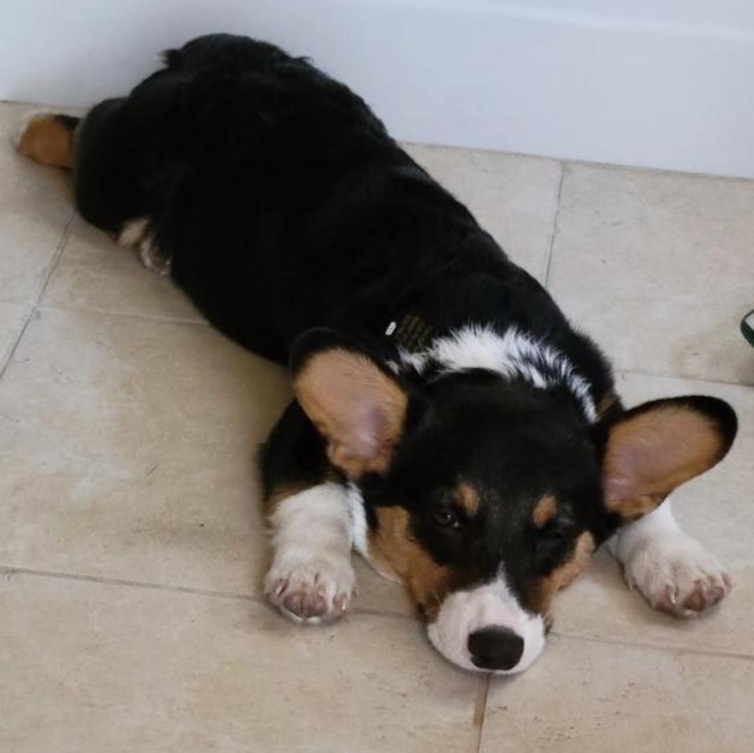 My puppy is 4 months old and I'm realizing I need to stay