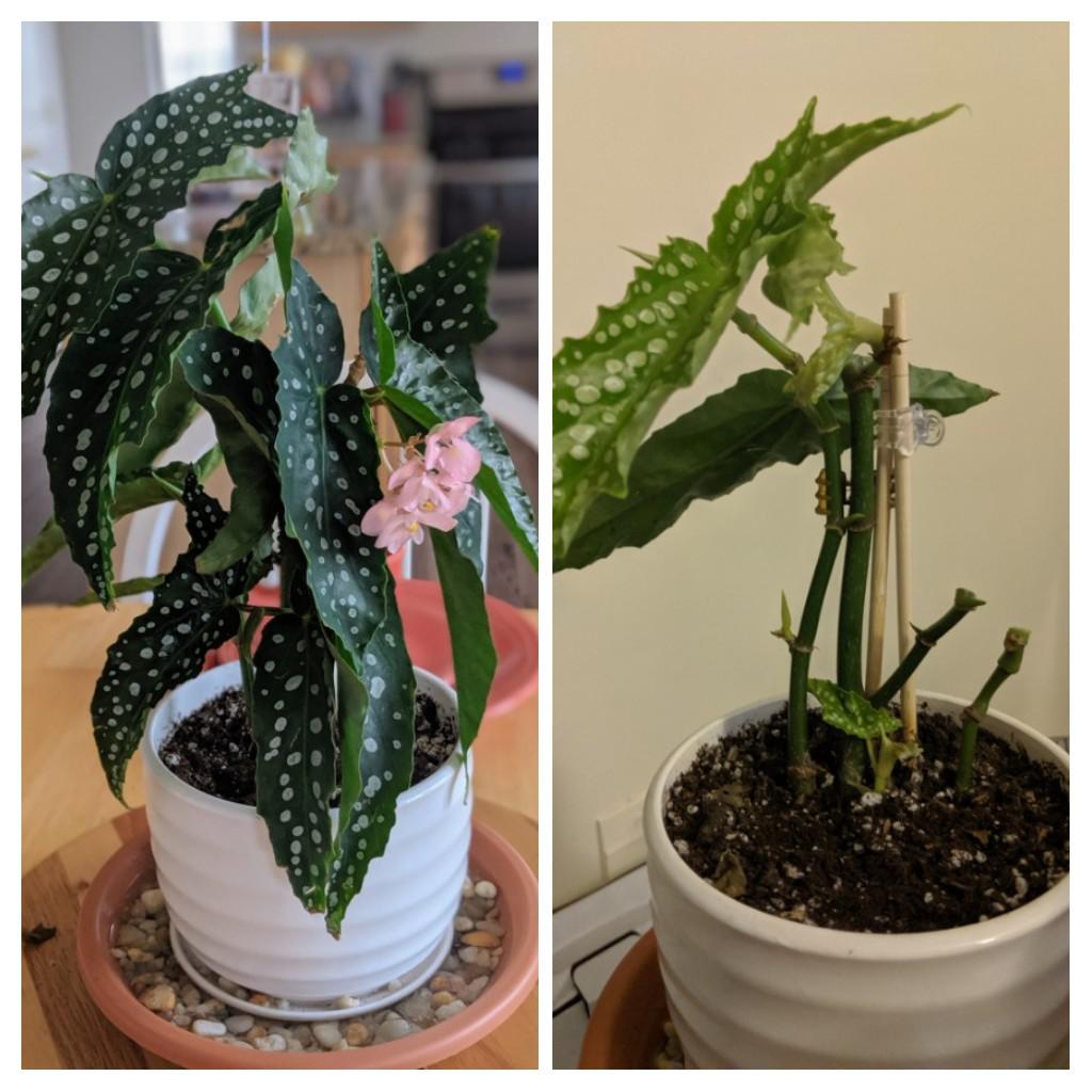 Moved my angel wing begonia to a brighter spot because alot of leaves were dropping and this is