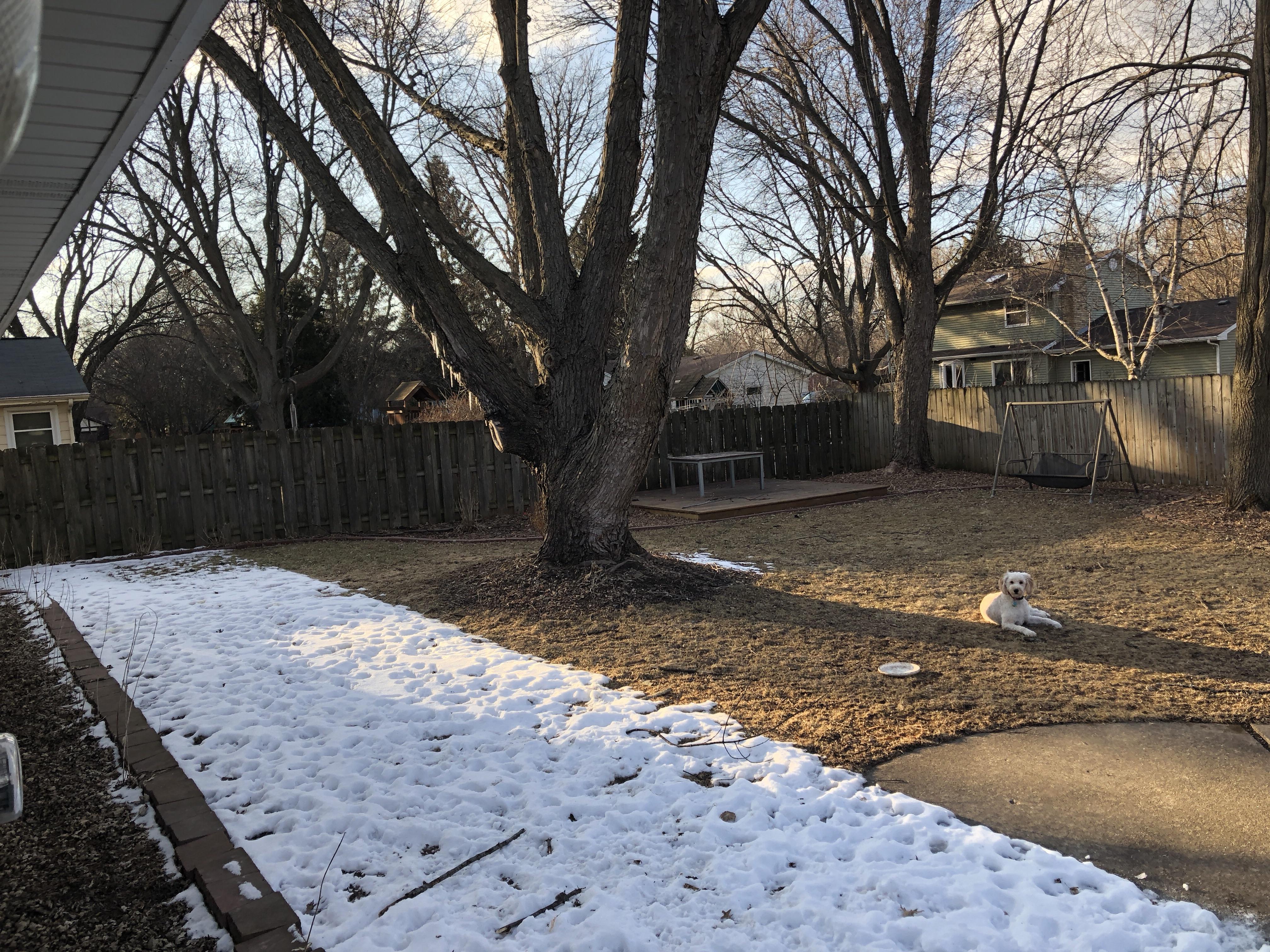 The way the snow is melting in the backyard r/mildlyinteresting
